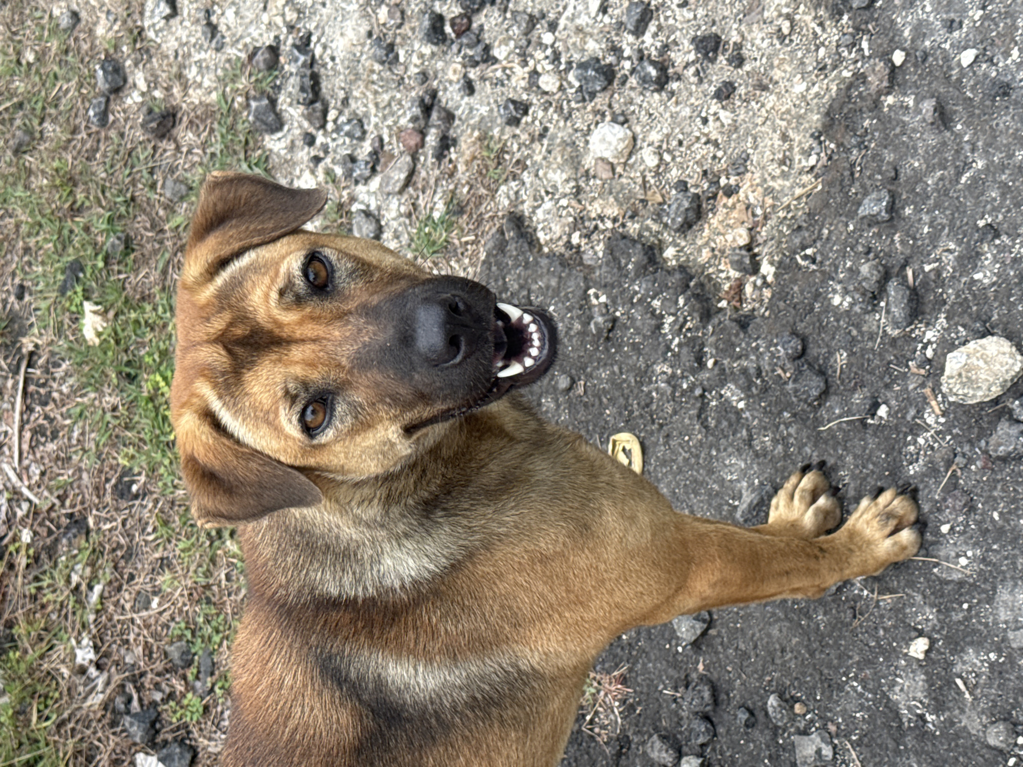 An upward-angle shot captures a medium-sized, brown dog standing on a grey, rocky surface. The dog is facing the camera with its mouth open, revealing its teeth. Its fur is a mix of brown and black, with lighter tan accents around its face and legs. The background consists of dry grass and more rocks, suggesting an outdoor setting, possibly a roadside or undeveloped area. A yellow sandal is visible on the ground near the dog's hind legs. The lighting indicates it is daytime. The environment appears to be a typical roadside in a tropical region, consistent with Kuta Selatan, Indonesia.
