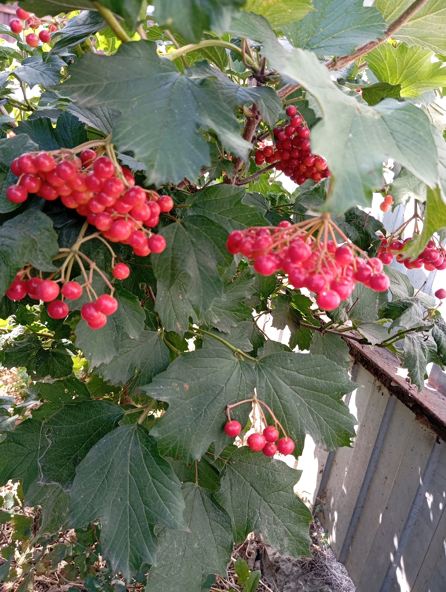 This is a close-up, outdoor photograph taken at ground level, facing upwards, of a viburnum bush with ripe red berries. The bush is dense with large, green, lobed leaves and clusters of bright red berries hanging from thin stems. The berries are round and appear slightly translucent in the sunlight. In the background, a corrugated metal fence is visible, with some dappled sunlight casting shadows on it. The lower part of the image shows the dry, brown ground with scattered leaves and some rocks. The setting appears to be a garden or yard. The location is specified as Adagum, Russia. There are no people or animals present in the image, and no discernible actions or interactions are taking place.