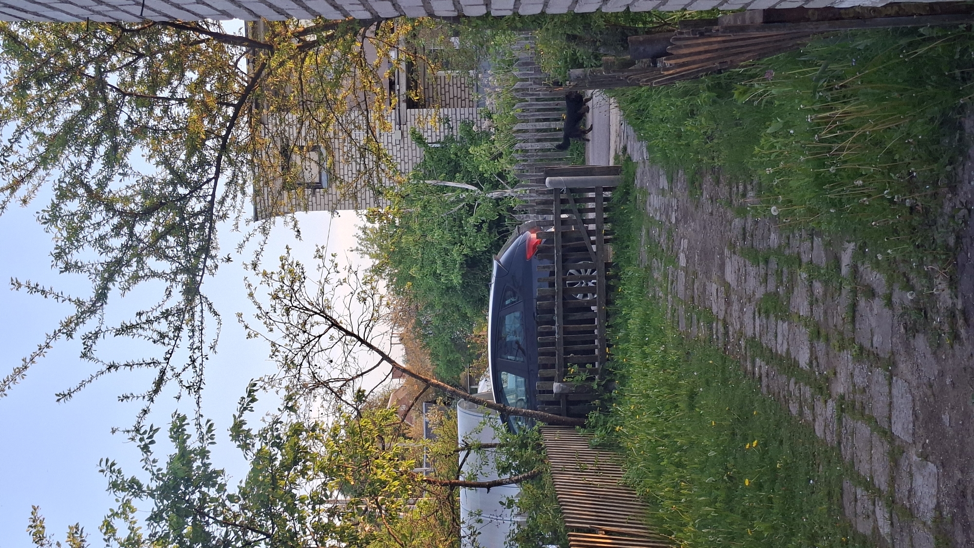 The scene is set in Забалоцкі сельскі Савет, Belarus, showing a narrow path paved with rectangular stones. The path is flanked by green grass with interspersed dandelions. A wooden fence borders the path on both sides. A dark blue car is parked beside the fence. A black dog is walking on the path. Beyond the fence, a white brick building is partially visible amidst lush green trees. The sky above is a clear blue, with tree branches reaching towards it. The image is framed by a brick structure at the top.