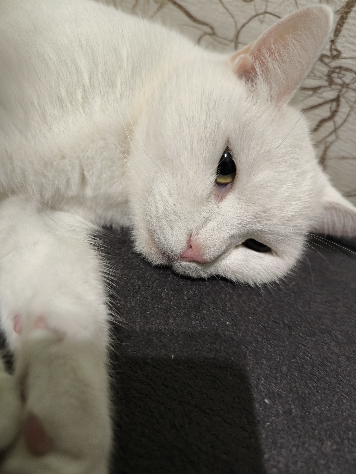 A close-up, eye-level shot shows a white cat lying down on a dark textured surface, possibly a couch or blanket. The cat's head is resting on its paws, with its eyes partially closed and its gaze directed slightly to the right. Its fur is predominantly white, with a hint of a peachy tone on its left ear. The cat's nose is pink, and its mouth is slightly open, revealing its pink tongue. Its left paw is visible in the foreground, with pink paw pads. The background is out of focus, showing a patterned surface. The scene appears to be indoors, with no indication of the city of Kudrovo, Russia, or any external environment.