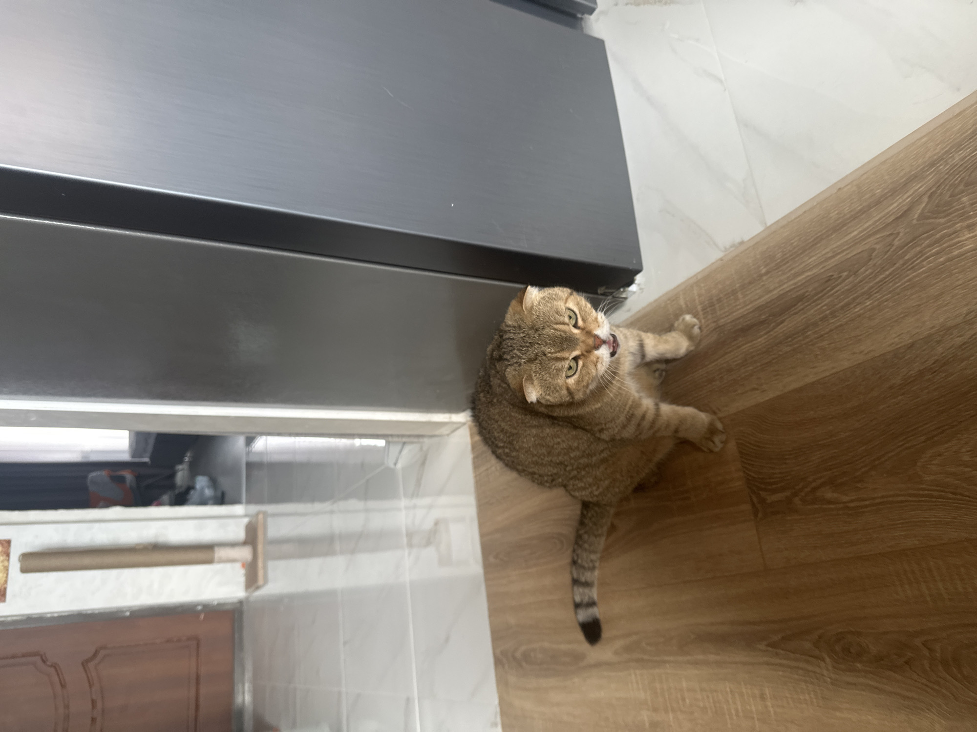A brown tabby cat with folded ears is sitting on a light brown wooden floor. The cat is looking towards the camera with its mouth open, showing its teeth and tongue. Its tail is extended behind it and has dark rings. To the right of the cat is a large, dark grey, metallic object, possibly a refrigerator or appliance. In the background, there is a white tiled floor, a doorway, and a tan-colored scratching post. The scene appears to be indoors, possibly in a home. There is no indication of the cat's location being in the city of Snt Del'fin, Russia.