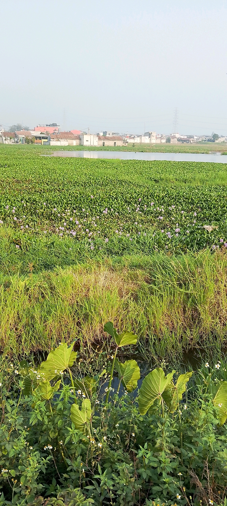 The image captures a scene in Satriajaya, Indonesia, dominated by a vast expanse of water hyacinths filling a body of water. The water hyacinths, characterized by their dense, green foliage, are interspersed with small purple flowers, creating a textured carpet across the water's surface. In the background, a line of houses with various roof colors, including red and white, forms a settlement along the water's edge. A power line tower is visible in the distance, indicative of the surrounding urban or semi-urban environment. In the foreground, tall green grasses grow along the bank, transitioning to a patch of denser foliage with large, heart-shaped leaves and small white flowers, suggesting a natural wetland or marshy area. The sky is a hazy, light blue, indicating possibly early morning or a day with atmospheric haze. No people are present in the image.