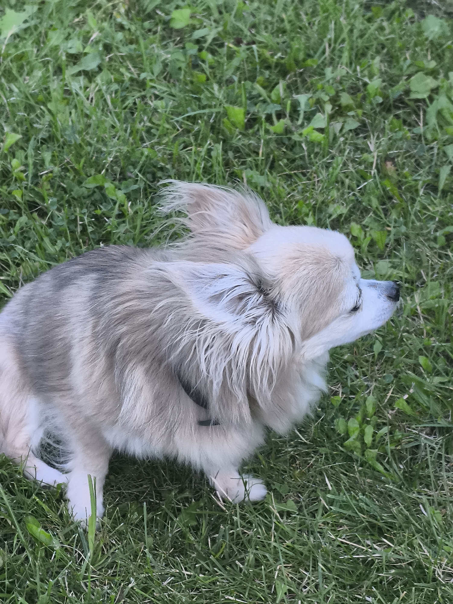 A long-haired Chihuahua dog is sitting in green grass. The dog has tan and grey fur, with longer fur around its head and ears. It is looking to the right of the frame. The grass is somewhat uneven, with patches of clover and other small green plants. The scene is outdoors, and appears to be a park or backyard in Klaipėda, Lithuania.
