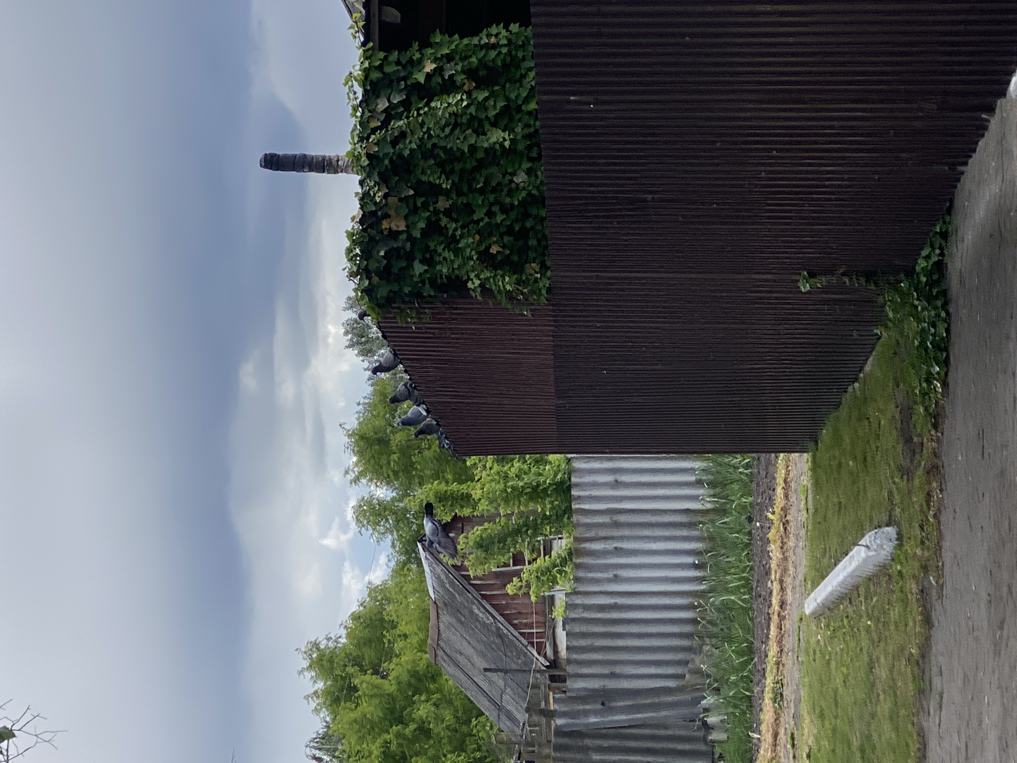 The image depicts a rural scene in Ustyvytsia, Ukraine. Overcast skies dominate the upper left. Two corrugated metal structures stand prominently; one is dark brown with ivy growing along the upper edge, the other is lighter gray. A row of pigeons perches atop the dark brown structure. To the left of the metal structures, there is a smaller, weathered wooden roof covered in green foliage. On the ground to the right, there is grass and a rolled-up object wrapped in mesh. A concrete path runs parallel to the grassy area.