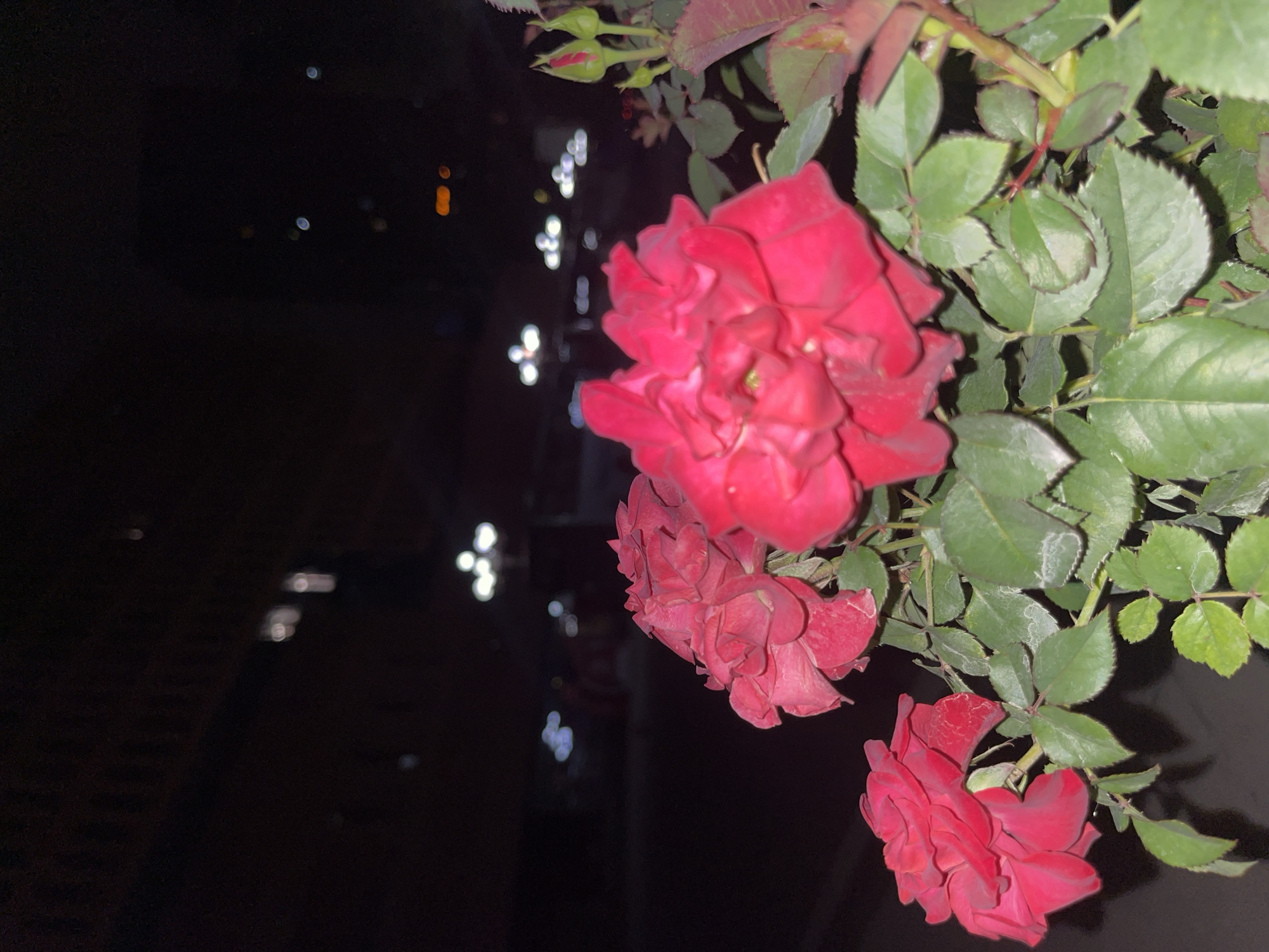 In Yuzhong District, China, at night, a cluster of deep red roses is in sharp focus in the foreground, their petals velvety and slightly unfurled. The leaves are a vibrant green, some tinged with a dusty grey, and a few green buds are visible. Behind the roses, the background is dark and blurred, suggesting a nighttime cityscape. Distant lights, appearing as soft, out-of-focus circles, indicate streetlights and building illumination. The overall impression is of a peaceful, urban night scene, with the vibrant roses as the central subject.