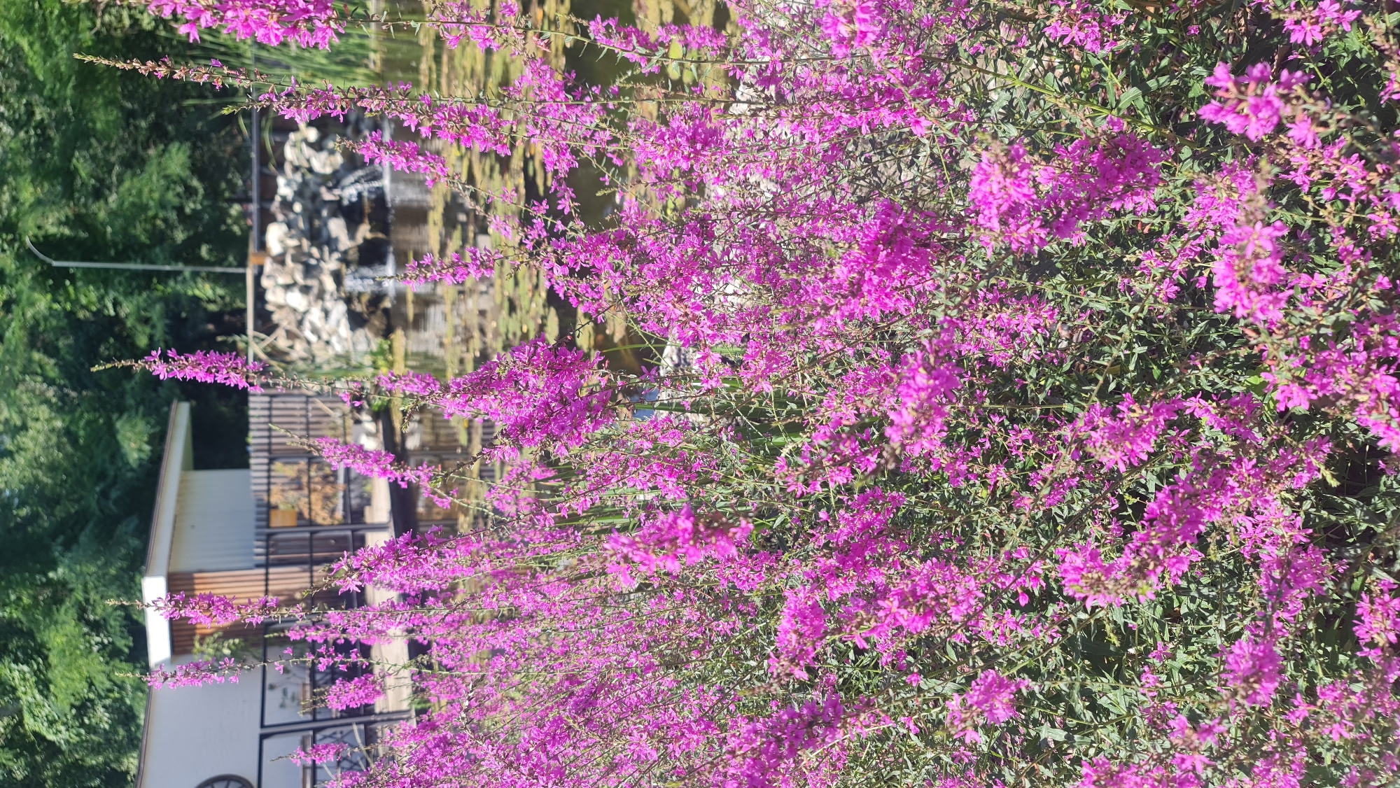 The image depicts a close-up view of a cluster of tall, slender plants with vibrant pink flowers, likely Lythrum salicaria (Purple Loosestrife). The flowers are densely packed along the stems, creating a lush, vertical display. Behind the foreground foliage, a pond is visible, dotted with lily pads. A small rock waterfall cascades into the pond. In the background, a modern-looking building with a white facade and wooden accents is situated, partially obscured by trees. A wooden fence separates the building from the pond area. The scene appears to be an outdoor recreational space or garden, potentially within a park or botanical garden. The presence of the building, pond with a waterfall, and cultivated greenery suggests a manicured environment. The lighting indicates it is daytime, likely a sunny day, with shadows cast by the vegetation and building. The overall impression is one of natural beauty combined with human-made landscaping. While the image provides details about the natural and built environment, it does not offer specific clues to definitively pinpoint a location in Bratislava, Slovakia, beyond being an outdoor, possibly urban or suburban, setting with a pond and vegetation.