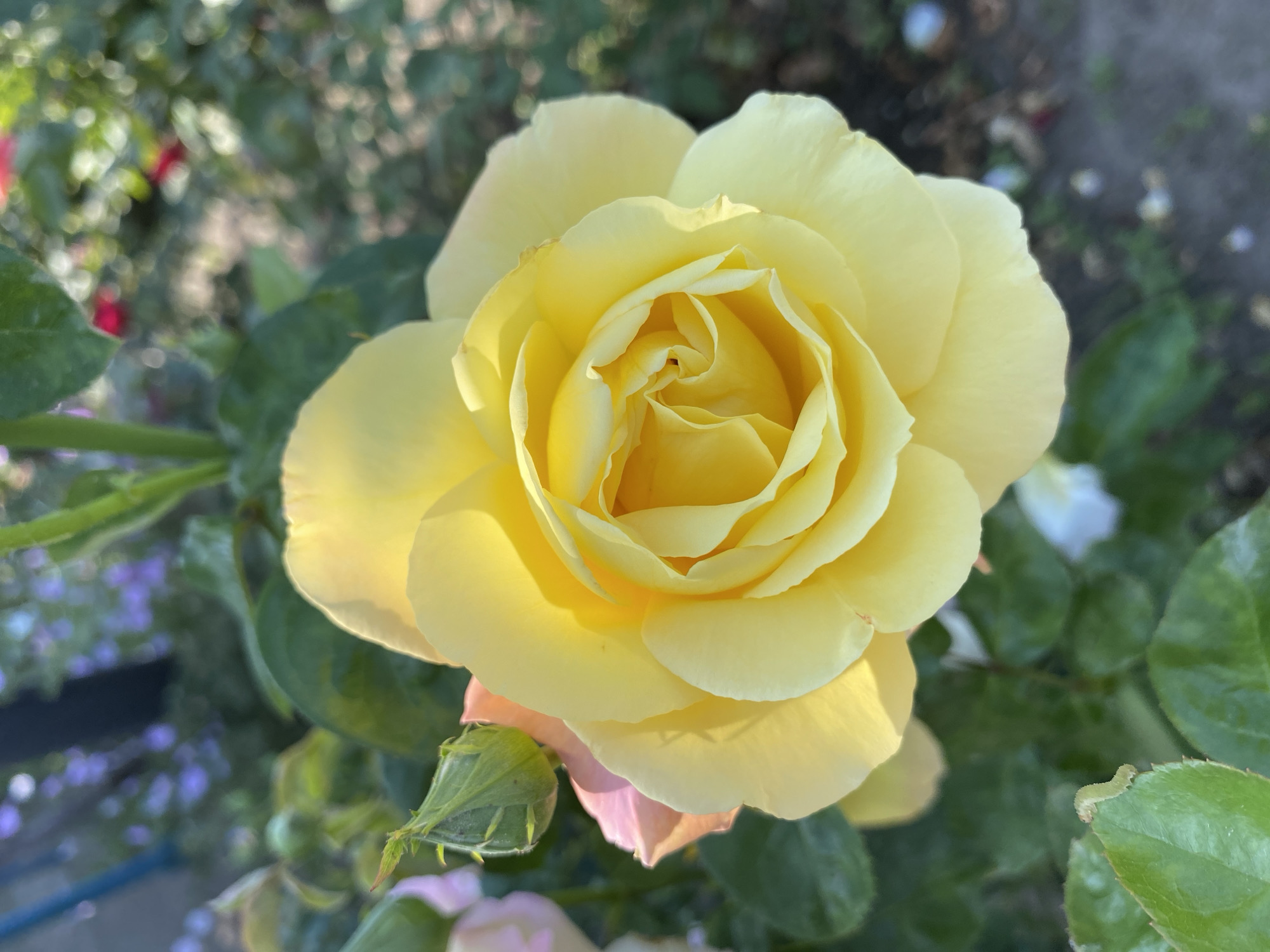 This is a close-up, vertical, natural light photograph of a yellow rose in full bloom. The rose is the primary subject and is positioned in the center of the frame. Its petals are soft yellow, with hints of lighter yellow and some subtle pink blushing on the edges of the lower petals. The center of the rose shows a tightly spiraled formation of petals. To the left of the main bloom, there is a green rosebud with pink tips, suggesting it is nearing its blooming stage. The rose is surrounded by green leaves, some of which are in sharp focus, while others are softly blurred in the background. In the far background, there are out-of-focus patches of purple flowers and hints of red. The ground beneath the plants is visible as a blurred, earthy texture with scattered light-colored specks, possibly fallen petals or small stones. The overall impression is a serene and detailed view of a rose in a garden setting. The image is not definitively located in Ventsy, Russia, but appears to be a naturalistic outdoor scene, consistent with a garden or park environment.