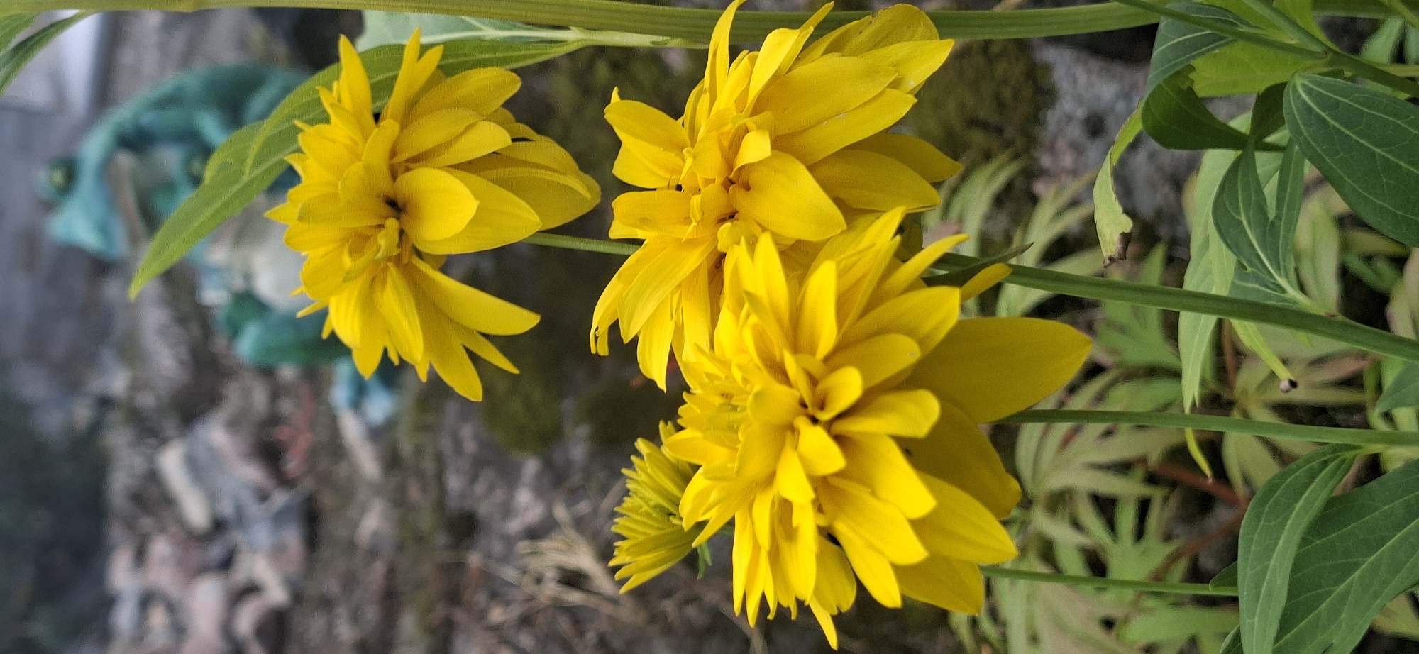 In a garden setting in Järvenpää, Finland, three bright yellow double-bloomed flowers are in focus in the foreground. The flowers are lush and full, with many layered petals. The stems are green and upright, supporting the blooms. Behind the flowers, the background is blurred, showing some green foliage, rocks, and a teal-colored garden ornament shaped like a frog. The overall impression is a vibrant display of nature.