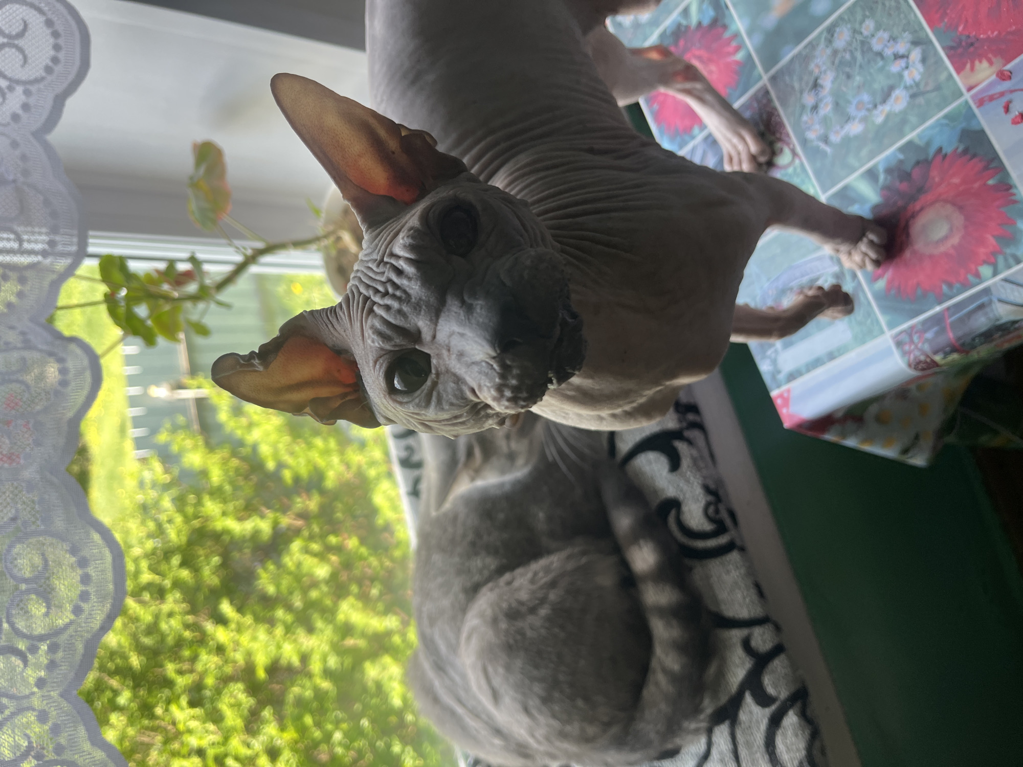 A hairless cat is the prominent subject of the image. The cat is positioned in a room, with a window to the left revealing foliage outside. The cat is close to the camera. Another cat sits below the first. A floral patterned tablecloth is also in view. The specific location in Nizhny Tagil, Russia, cannot be determined from the image.