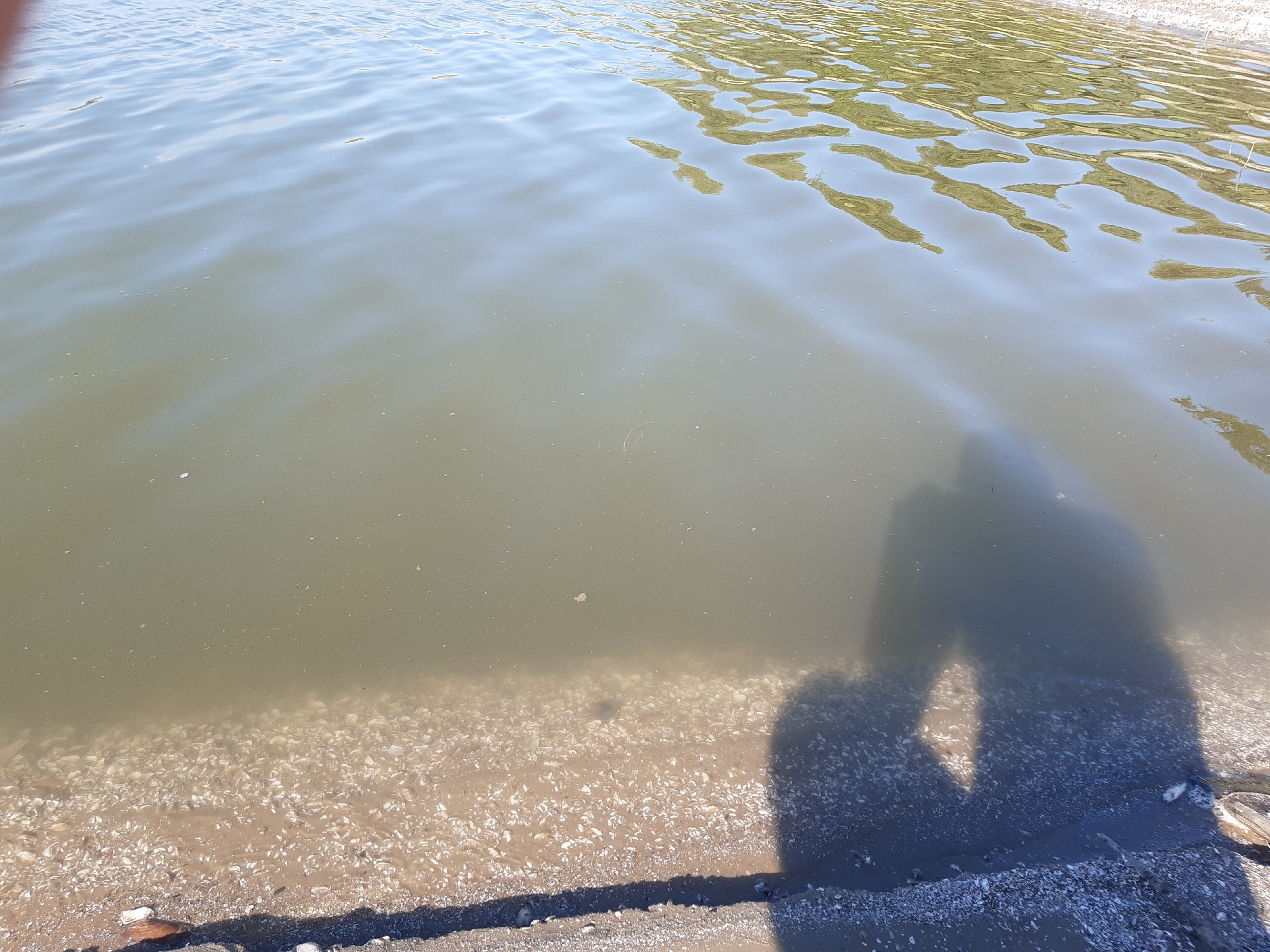 The media file depicts a natural scene at the edge of a body of water, likely a lake or river, in Sokil, Ukraine. The foreground shows a sandy bank covered with numerous small shells, suggesting a shallow shore. The water itself is calm, with subtle ripples reflecting the sunlight, indicating a bright and possibly warm day. The water appears somewhat murky near the shore, transitioning to a clearer blue-green further out.
In the water, the shadow of at least one person is visible, hinting at the presence of an individual or individuals taking the photograph. The shadow is cast onto the water's surface and partially onto the submerged shells. There are no discernible objects or structures apart from the natural elements. The reflections on the water's surface suggest that trees or other vegetation are present on the opposite bank, though they are not directly visible in the frame.
The overall impression is one of a peaceful, outdoor setting, possibly during the daytime, given the bright lighting and reflections. There is no visible text or specific event taking place, other than the act of observing or documenting the natural environment. The mood is serene and contemplative.