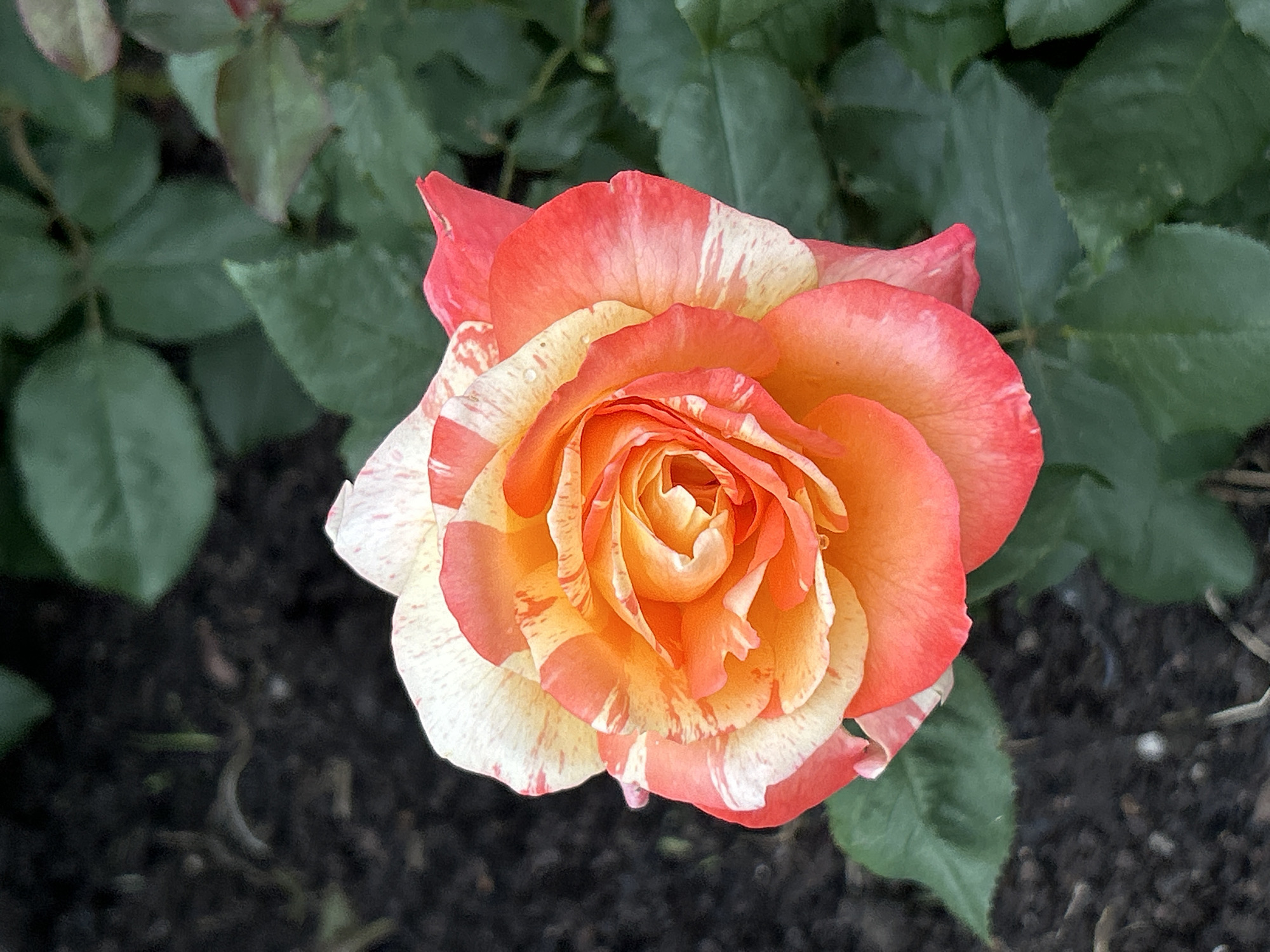 A close-up, high-angle, vertical shot features a bi-colored rose in full bloom. The rose exhibits petals with a gradient of colors, ranging from vibrant orange in the center to a warm peach and then a soft pinkish-red at the outer edges. Streaks of cream or white are interspersed throughout the orange and pink petals, creating a marbled effect. The rose is positioned slightly off-center to the right, with its bloom facing upwards and slightly to the left. The background consists of dark, rich soil in the lower left quadrant, with hints of small stones and dried plant matter. To the right and upper portions of the image, lush, dark green rose leaves fill the frame, creating a natural garden setting. The image was captured in Mount Royal, Canada.