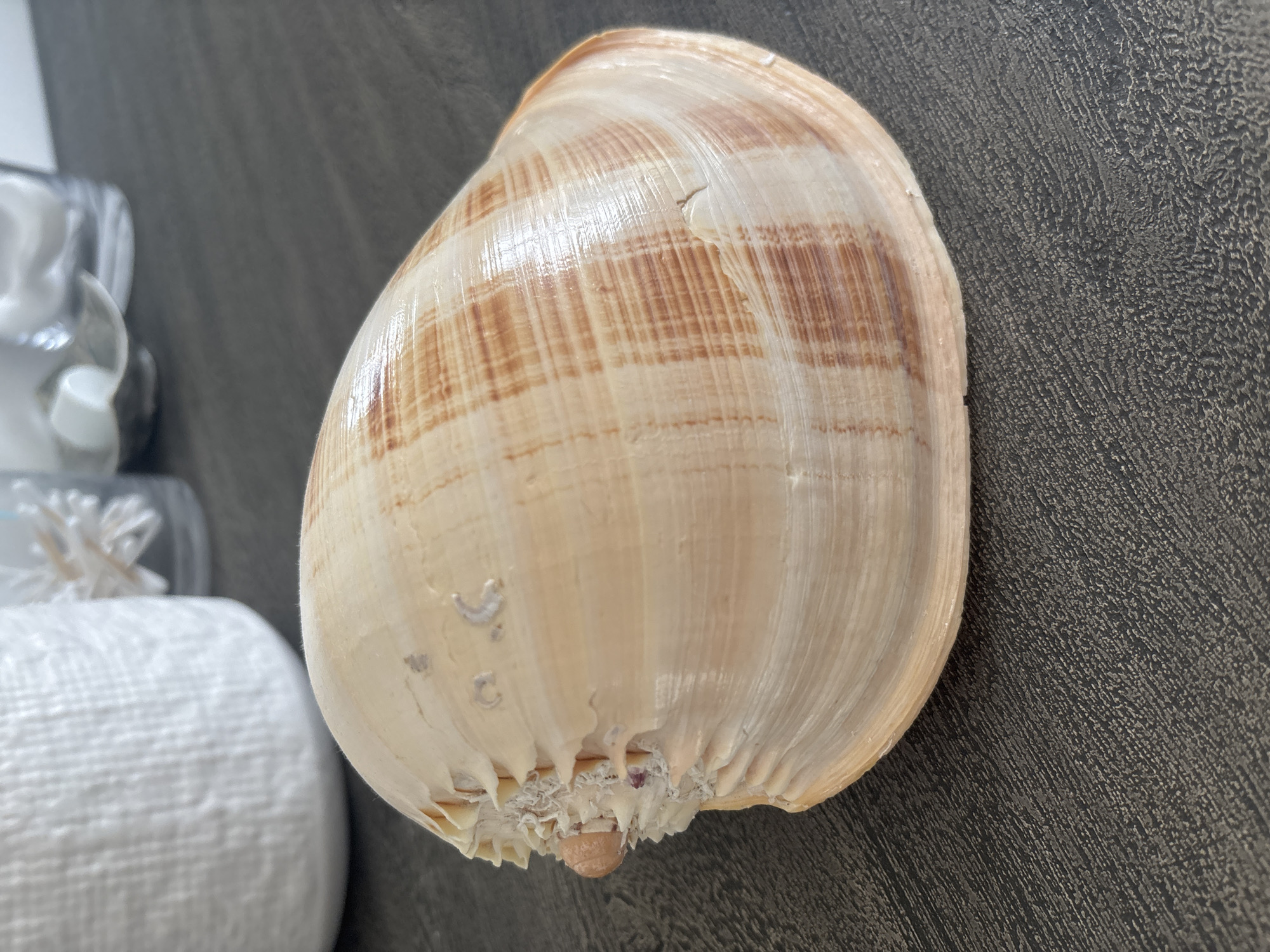 The image shows a close-up, eye-level, horizontal shot of a large, light-colored seashell with brown striations, resting on a dark, textured surface. The seashell is positioned on the right side of the frame, with its opening facing towards the viewer and its pointed end towards the left. The surface appears to be a dark wood or laminate tabletop. In the blurred background to the left, a white, textured object, possibly a decorative vase or container, is visible. Further to the right, out of focus, are glimpses of other decorative items, including what appear to be small, clear glass containers holding white spheres, suggesting a home decor setting. The lighting appears to be ambient, casting subtle shadows on the seashell. There are no people or animals visible in the image. The location is not specified in the image itself.