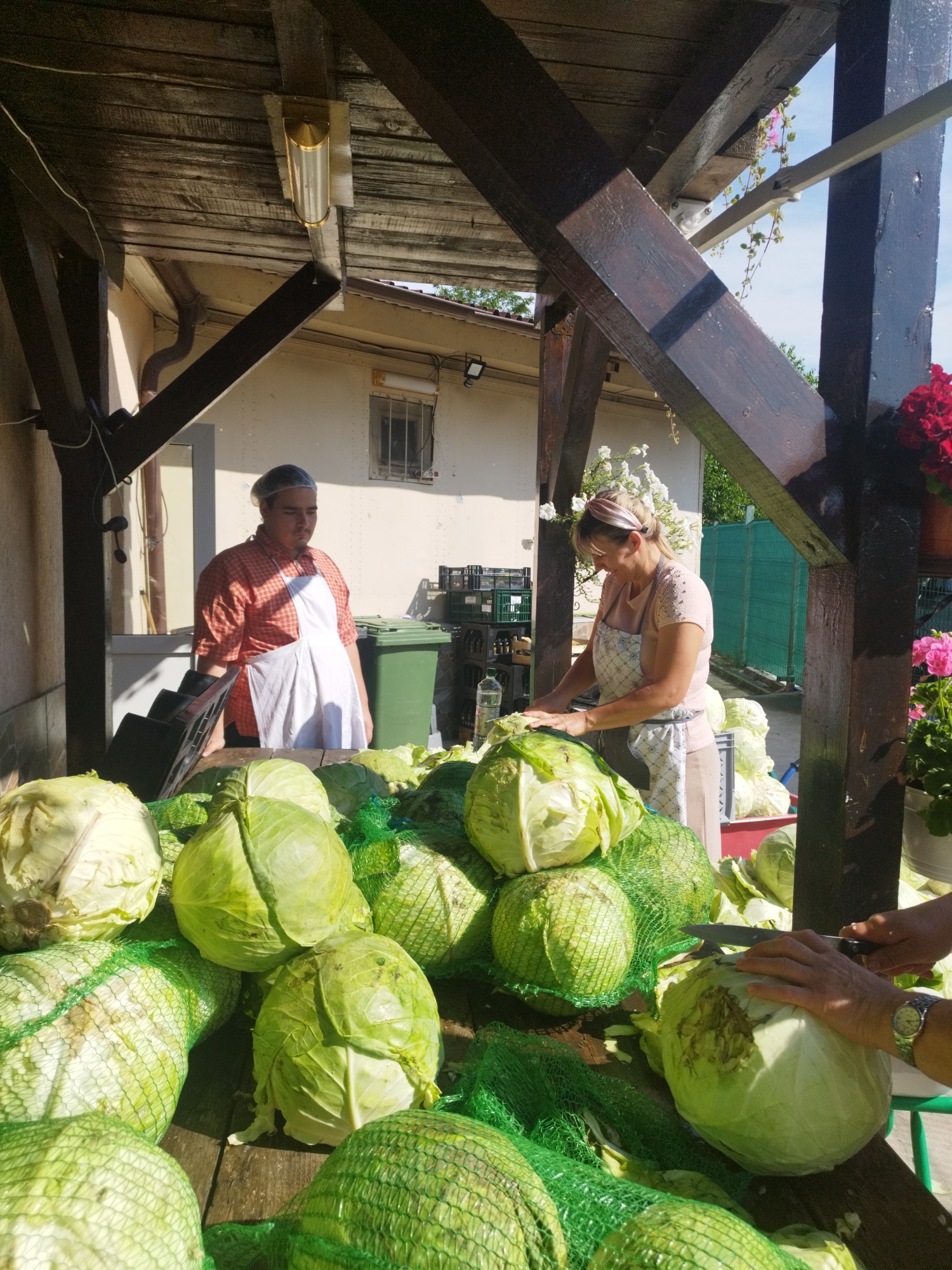 This image depicts an outdoor scene at a market or farm stand, likely in Bucharest, Romania, where cabbages are being prepared or sold. In the foreground, a large quantity of cabbages is visible, many of them contained in green netting. Two individuals are present. On the left, a young man wearing a checkered orange shirt and a white apron with a hairnet stands behind a table piled with cabbages. On the right, a woman with a pink headband and an apron is actively cutting a cabbage with a knife. She is wearing a wristwatch. Behind the table, several green trash bins and crates are visible, along with parts of a building and a wooden canopy structure overhead. The environment suggests a sunny day, with natural light illuminating the scene. Flowers in pots are visible on the right side, adding a touch of color. The overall impression is one of agricultural activity and commerce.