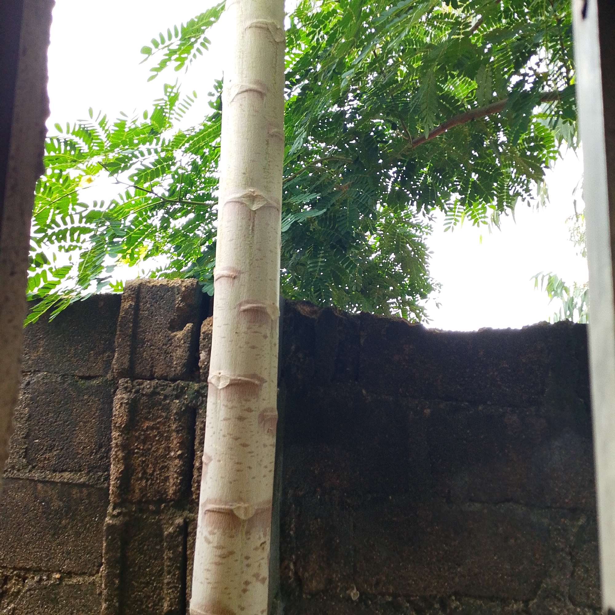 A close-up, medium shot captures a pale, cylindrical trunk of a plant, possibly a papaya tree, with faint brown markings indicating its growth stages. The trunk is positioned vertically and slightly off-center to the right. Behind the trunk, lush green foliage from a tree with finely divided leaves forms a dense canopy. The leaves are illuminated by bright, overcast light, creating a dappled effect with small white spots where light passes through.
Below the foliage, a textured, dark brown wall made of rough, rectangular blocks is visible. These blocks appear weathered and are arranged in an uneven manner, suggesting they form a boundary or part of a structure. The wall is darker and less detailed than the trunk and foliage.
The overall scene suggests an outdoor environment, likely in a backyard or garden within a residential area of Jalingo, Nigeria. The image appears to be taken from a slightly elevated or obstructed viewpoint, perhaps through a window or doorway, given the presence of a dark vertical element on the far left edge of the frame. The lighting is bright and diffused, indicative of daytime. No people or animals are present in the frame.