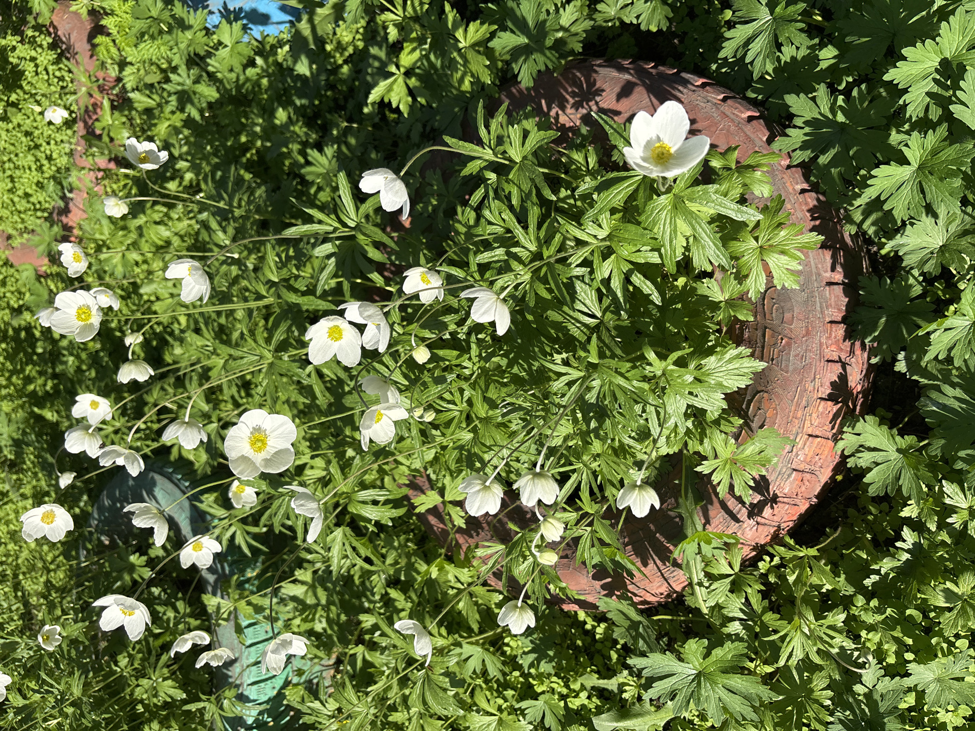 The image captures a vibrant, sunlit outdoor scene dominated by numerous white flowers with bright yellow centers, likely anemonies, blooming profusely amidst lush green foliage. The delicate flowers, ranging in various stages of bloom and orientation, are scattered across the frame, some facing upwards, others gently drooping. Their petals glow under the direct sunlight, contrasting with the dense, deeply lobed green leaves that form a verdant carpet and partially obscure the ground.
Strong, clear sunlight illuminates the scene, casting distinct shadows and highlights, indicative of a bright, clear day, likely late morning or early afternoon. In the upper right quadrant and center of the image, a prominent dark reddish-brown circular object with a rough, weathered texture is visible, resembling an old wooden barrel or a rustic tire rim, partially integrated into the garden setting. Hints of another darker, possibly green object are visible in the background among the leaves, but it is not clearly identifiable.
The overall impression is one of natural beauty and tranquility within a garden or wild area. No people or visible text are present in the image. The setting is Chernogorsk, Russia.