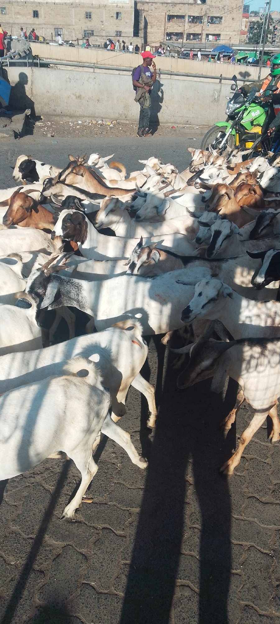The photograph shows a herd of goats on a paved street in what appears to be an urban area. The goats are predominantly white and brown, tightly packed together. A man in a red hat and purple shirt stands nearby, appearing to be on a phone. In the background is a building with multiple windows. A green motorcycle with the word "Bolt" on its side is parked to the right of the frame. There are also people in the background walking along an elevated walkway. The image is suggestive of the city of Nairobi, Kenya where livestock are often seen in urban settings. The presence of the Bolt motorcycle, a popular ride-hailing service in Nairobi, further supports this location.