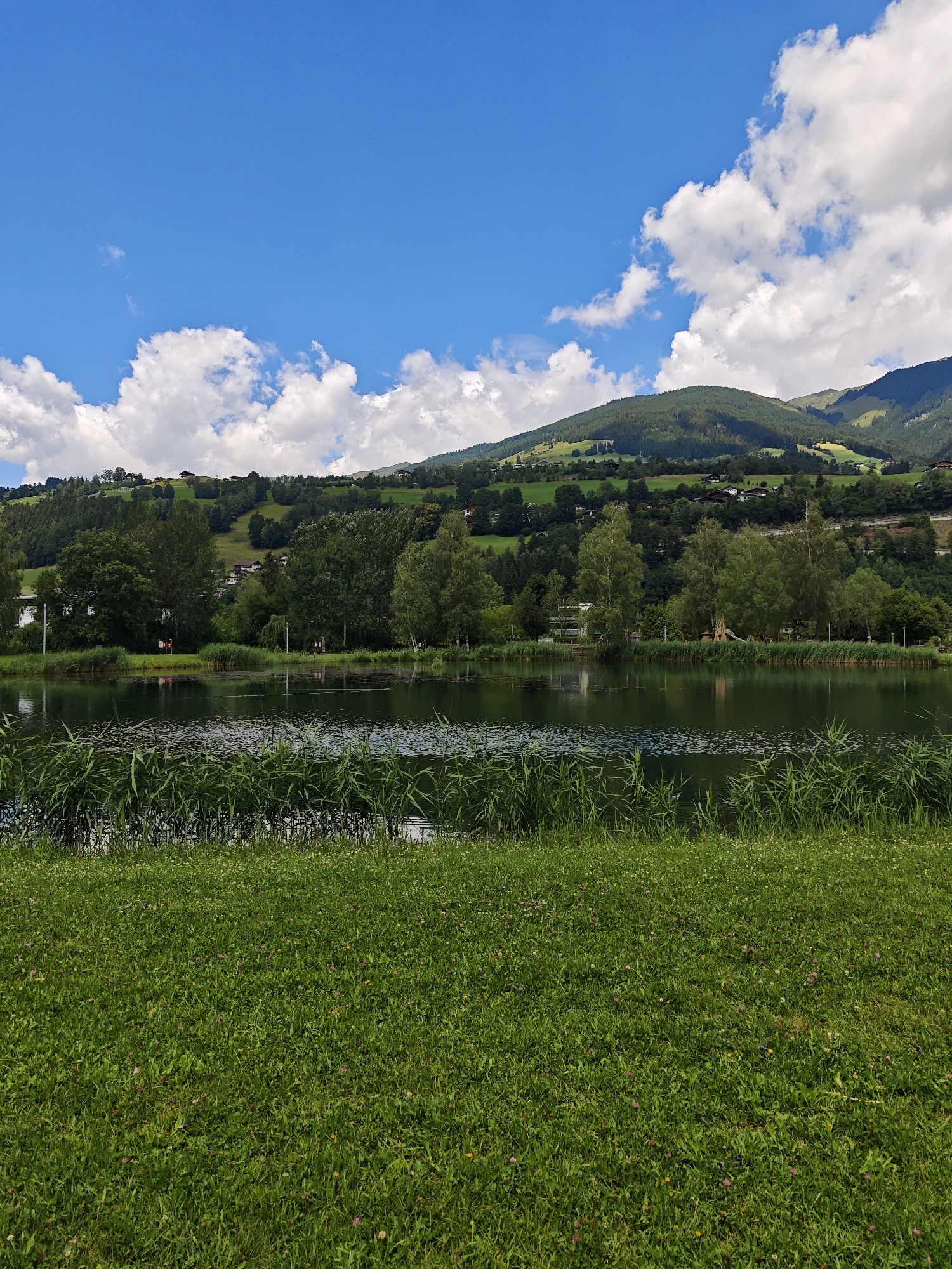 The image depicts a serene natural landscape, likely located near Mittersill, Austria, given the characteristic rolling green hills and traditional architecture visible in the background. In the foreground, a lush, vibrantly green lawn is dotted with small wildflowers, suggesting a well-maintained park or recreational area. This lawn slopes gently down towards a body of water, a lake or pond, which dominates the middle ground of the image. The surface of the water is calm, reflecting the sky and the surrounding greenery, with a fringe of tall reeds growing along its edge. Beyond the water, a dense line of trees forms a verdant backdrop, with various species contributing to the rich texture and color. In the far background, rolling hills rise, covered in a patchwork of green fields and coniferous forests, interspersed with scattered houses and buildings, characteristic of a mountain village or alpine settlement. The sky above is a brilliant blue, adorned with fluffy white cumulus clouds, indicating a bright, fair-weather day. The overall impression is one of tranquility and natural beauty, a peaceful scene characteristic of the Austrian Alps.