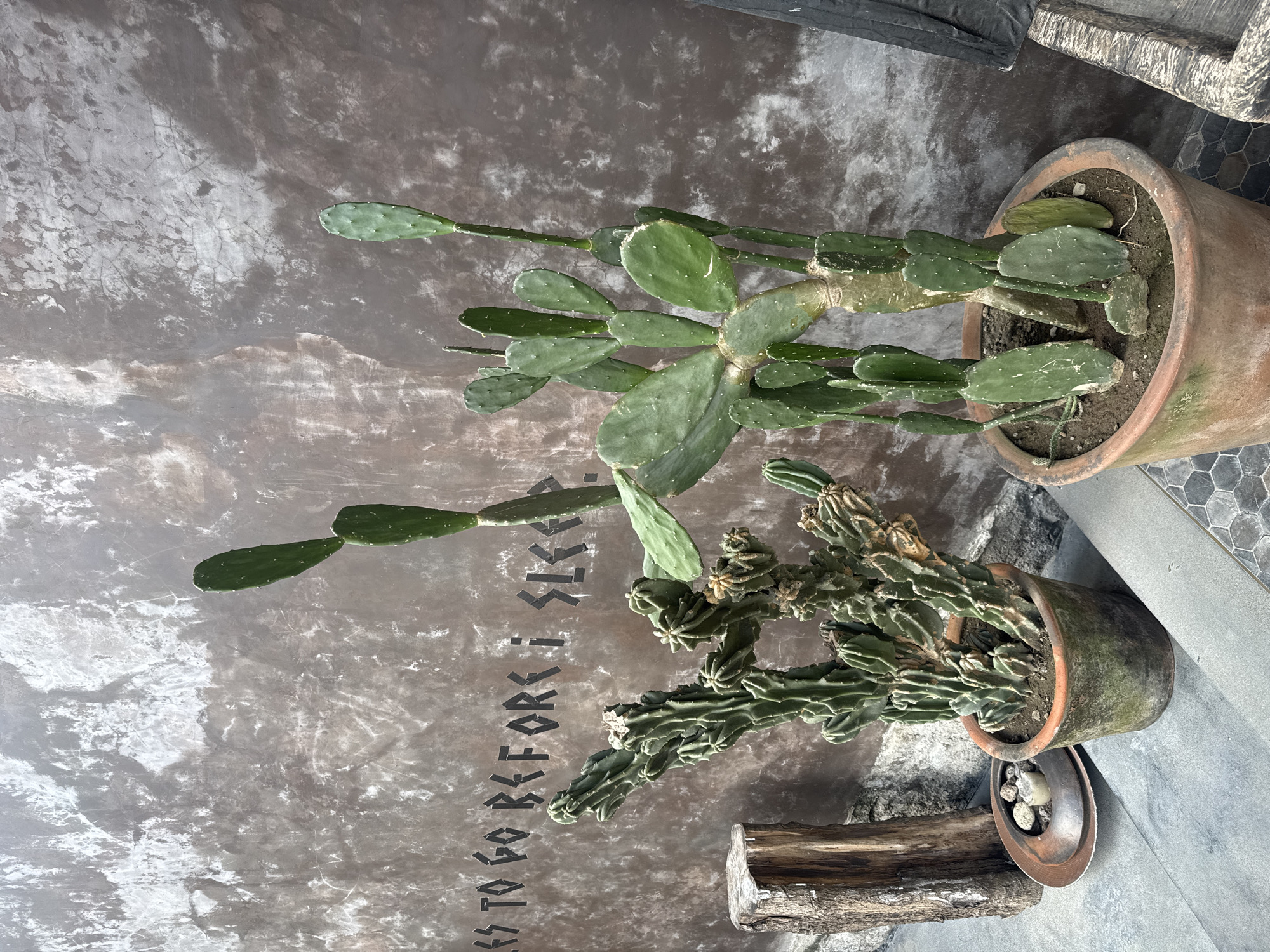 Two potted cacti stand in front of a textured, brown-grey wall in what appears to be an outdoor setting. The cactus on the left is a tall, columnar cactus with multiple branching arms. The cactus on the right is a prickly pear cactus with large, flattened pads. The wall behind the cacti has some black lettering that reads "LESS TO GO BEFORE I SLEEP." To the left of the cacti, a rough-hewn wooden post is visible, and a small, weathered clay saucer with stones sits on a step. The ground in front of the cacti is paved with grey tiles. The overall impression is one of a rustic, perhaps slightly weathered, outdoor area. Based on the provided information, this scene is located in the city of Mengwi, Indonesia. There are no people present in the image.
