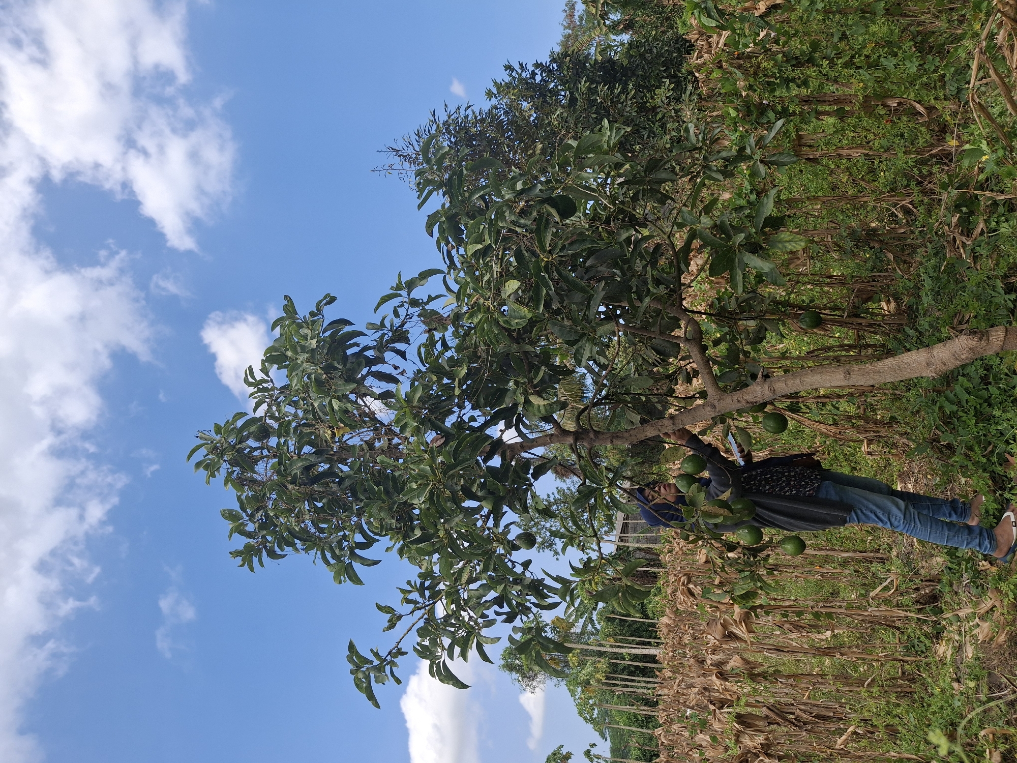 A person wearing a blue hijab, a dark gray cardigan, and blue jeans is standing next to a tree laden with avocados. The person appears to be harvesting or inspecting the fruit. The background consists of a field of dry corn stalks and lush green vegetation under a clear blue sky with scattered white clouds. This scene is located in Denok, Indonesia.
