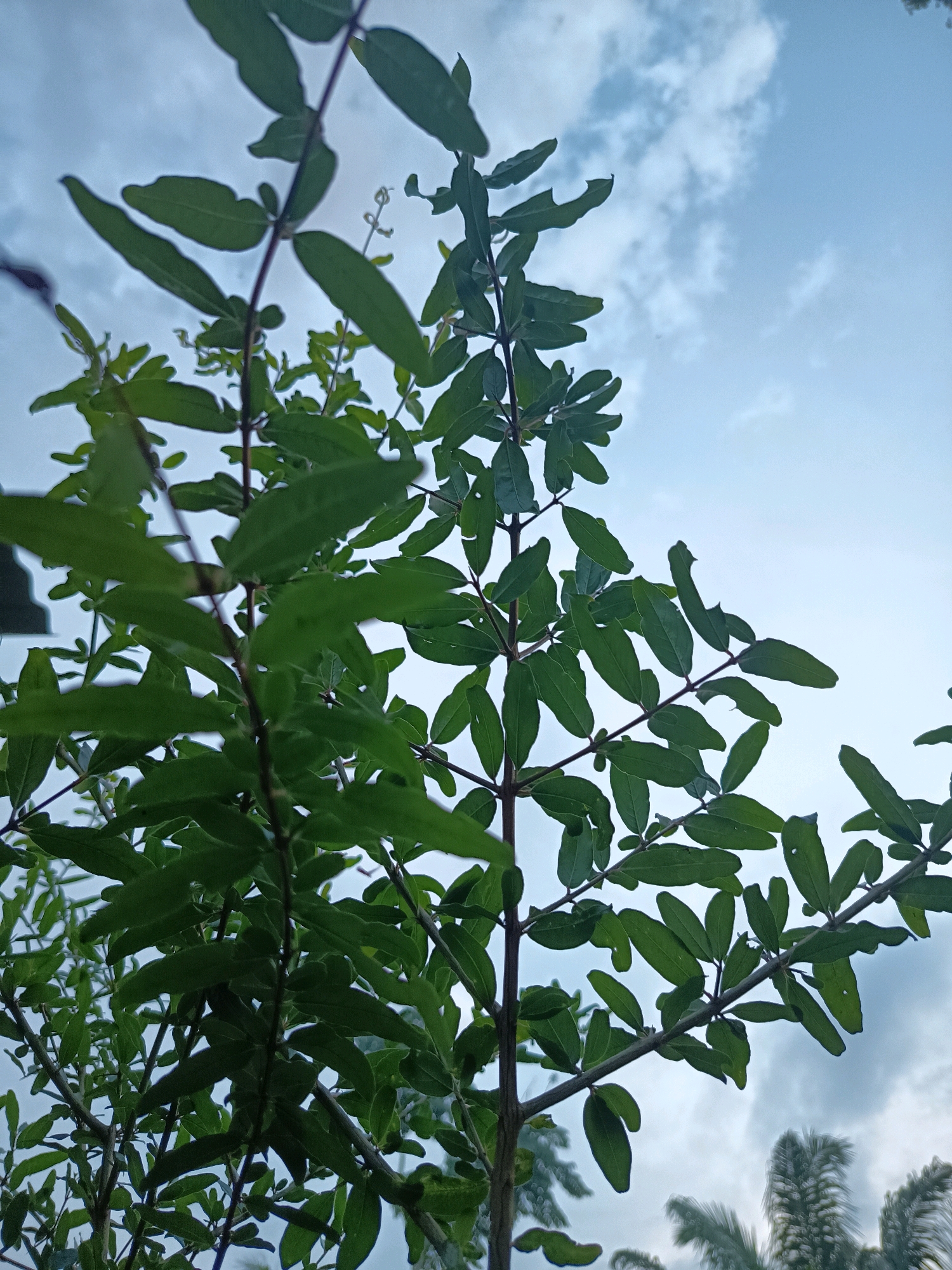 A low-angle, close-up shot captures a branch of a deciduous tree against a partly cloudy sky. The leaves, a vibrant green, are arranged alternately along thin, dark brown stems. The sky is a pale blue, with wispy white clouds scattered across it. The overall lighting suggests it is daytime, possibly late afternoon due to the soft light. In the lower right portion of the frame, the tops of palm trees are visible, slightly blurred by motion, indicating a gentle breeze. The scene appears to be located outdoors, likely in a natural or garden setting within Aluekumba, Indonesia, as suggested by the presence of palm trees. There are no people or animals visible in the image.