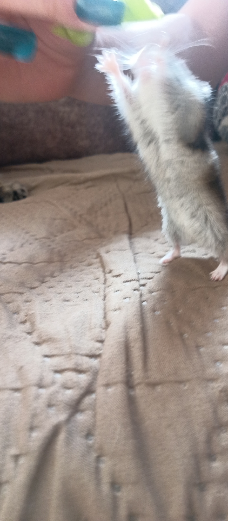 A small, grey and white furry animal, likely a hamster or similar rodent, is captured standing upright on its hind legs. Its front paws are extended upwards, reaching towards a blurred human hand visible at the top of the frame. The hand has fingernails painted with vibrant teal and hints of lime green polish.
The animal has distinct grey and white mottled fur, small pink feet, and prominent whiskers that appear somewhat blurred, suggesting motion or shallow depth of field. Its posture conveys curiosity and eagerness as it reaches up.
The setting appears to be indoors, with the animal standing on a textured, light brown surface. This surface resembles a quilted blanket or mattress protector, with visible stitching and indentations. In the upper left background, a darker, out-of-focus area hints at furniture or other bedding. Bright, natural light illuminates the scene from the upper right, creating some lens flare or overexposure. The overall lighting suggests it is daytime. There is no visible text in the image.