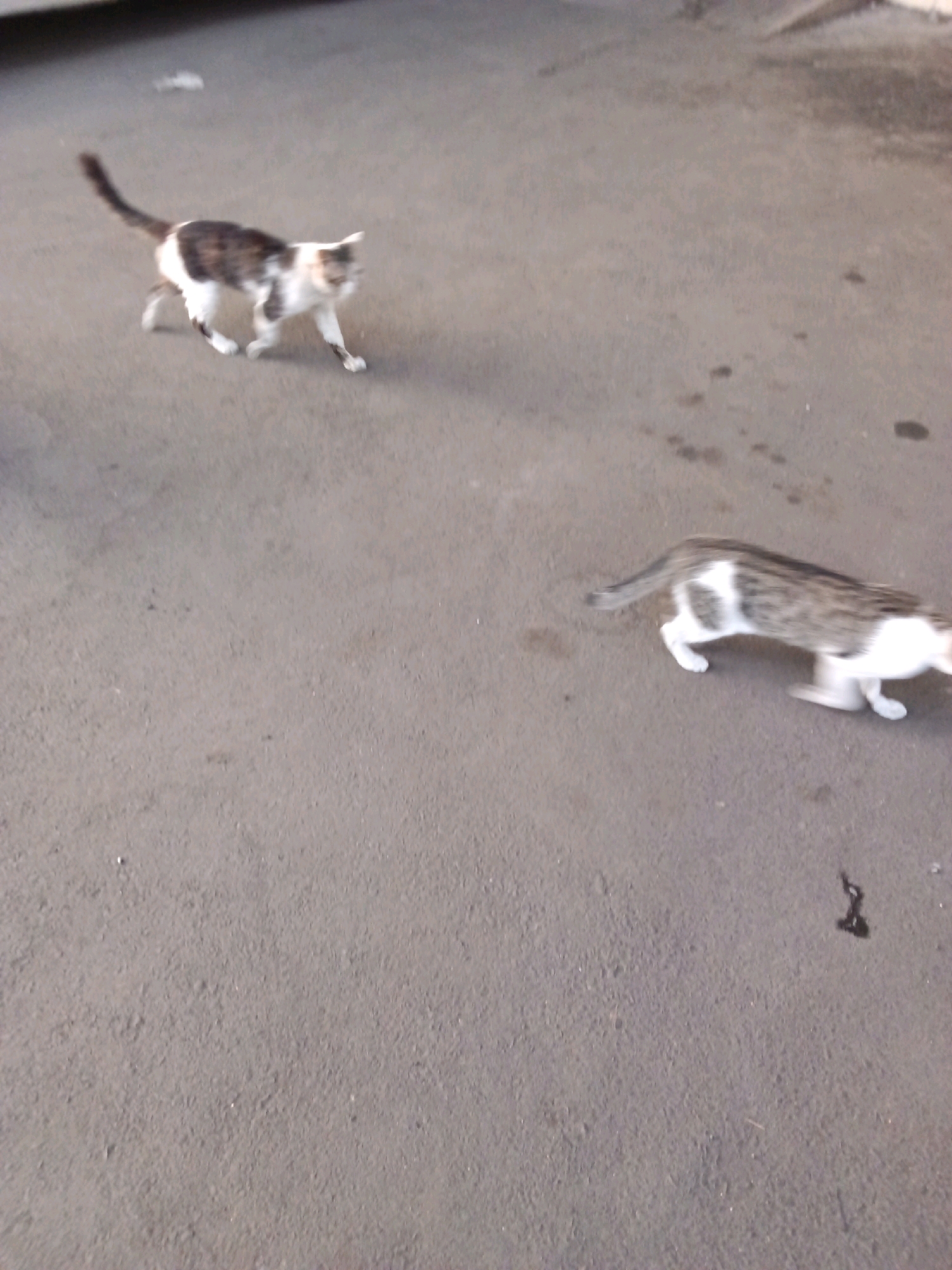 Two cats are walking on a paved surface, possibly a sidewalk or street. The cat on the left is mostly white with patches of brown and black fur. It has a long, bushy tail and is looking towards the right. The cat on the right is mostly gray and white with tabby markings. It has a shorter tail and is also looking to the right. The ground is a neutral gray color, with some dark spots and a few small, light-colored specks. The lighting suggests it is daytime. The image quality is somewhat blurry, likely due to motion or low light conditions. There are no visible people or buildings in the frame.