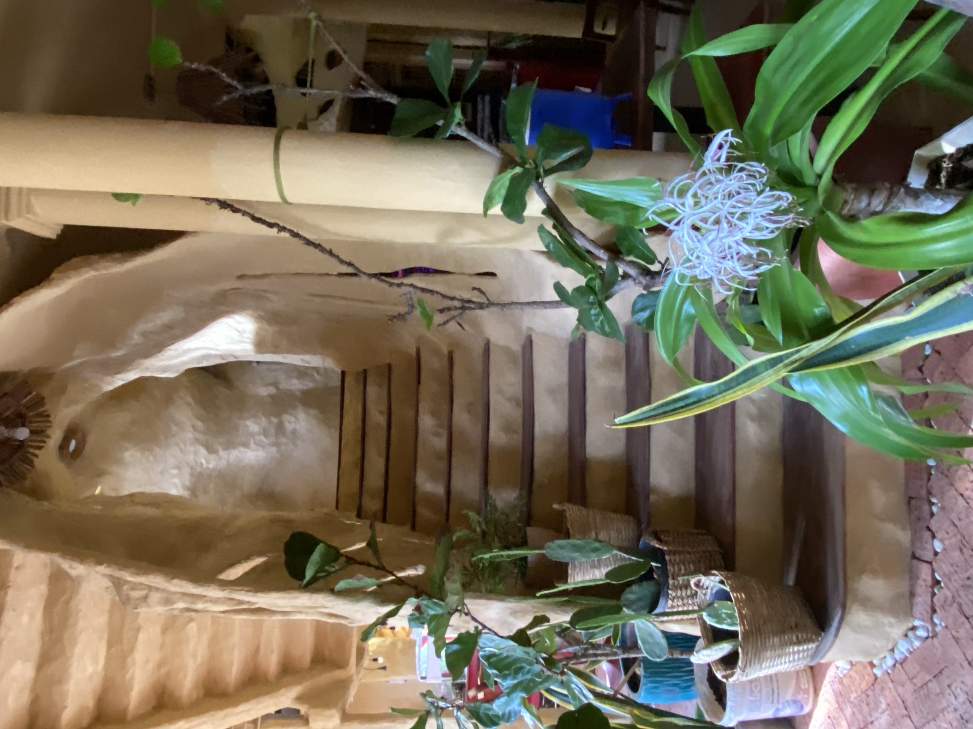 The image depicts an interior scene with a focus on a staircase and several potted plants. The staircase has a unique, organic, curved design, reminiscent of a cave or natural formation, with rough, textured walls. The steps themselves are wooden and appear to be stained a dark brown.
To the left of the staircase, a variety of plants are visible. One large plant with broad, fiddle-shaped leaves is prominent. Other plants include cacti with flat pads and a snake plant with long, striped leaves. These are placed in various pots, some of which are woven baskets.
To the right of the staircase, large, smooth, cream-colored columns support the ceiling structure. A slender, bare branch extends from the left side of the frame towards these columns, with a small, dark object hanging from it. Further to the right, another plant with vibrant green leaves and a delicate white flower with thin, spidery petals is in the foreground.
In the background, glimpses of other areas are visible. There appears to be a doorway or opening behind the staircase, leading to a dimly lit space. On the far right, a bright blue object, possibly a container or stool, is partially visible, along with the edge of a wooden surface and dark fabric. The flooring in the foreground is a reddish-brown brick or tile.
The lighting suggests an indoor environment, possibly with natural light filtering in from an unseen source, creating shadows and highlights that emphasize the textures of the architecture and foliage. The overall impression is one of a bohemian or nature-inspired interior design.
This scene is located within the Sand Lantern Beach Resort in Mũi Né, Vietnam.