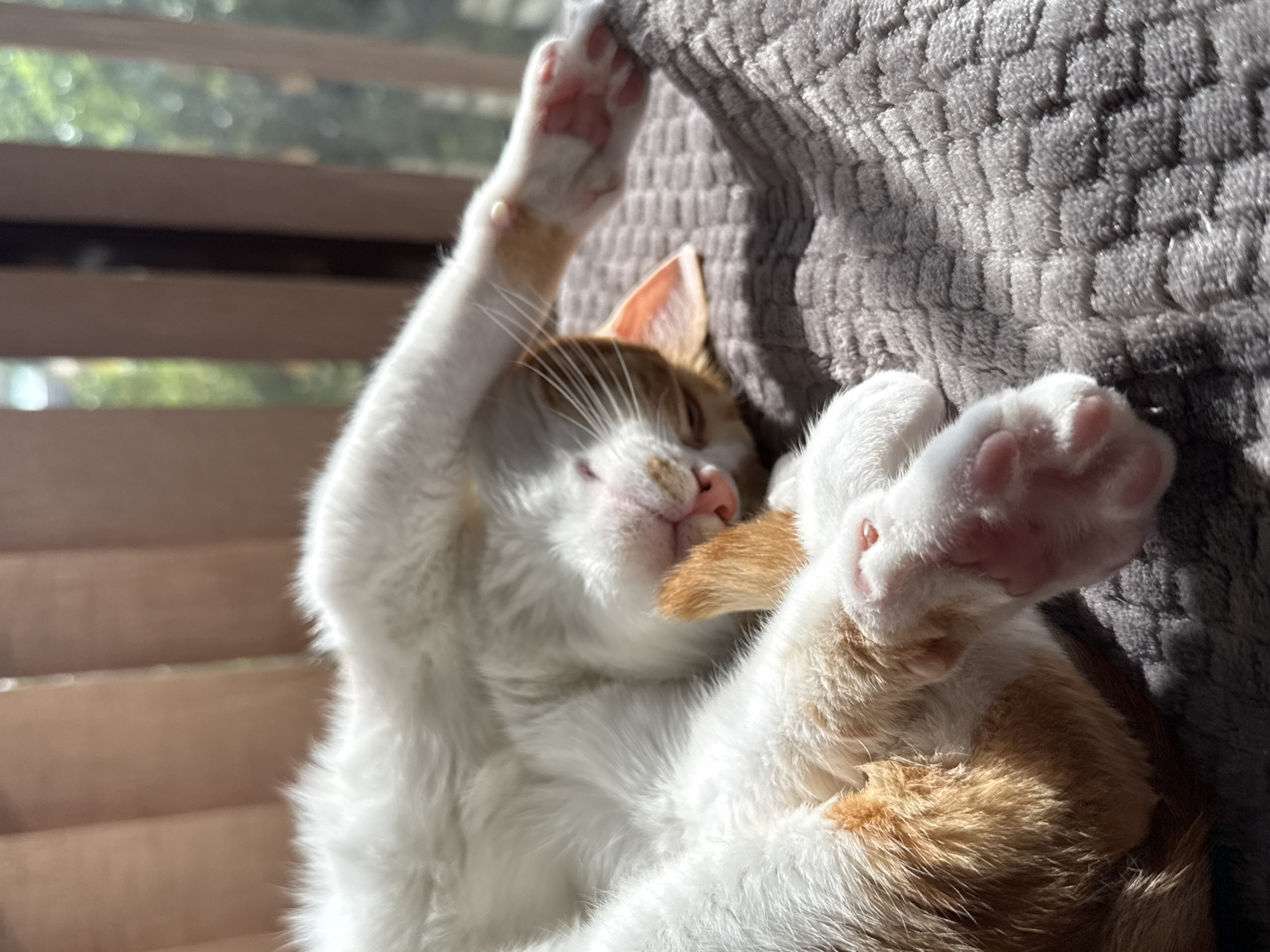 A close-up shot captures an orange and white cat asleep on a gray textured surface. The cat's paws are prominently displayed, one extended upward and the other closer to the camera, showcasing pink toe beans. The cat's head is visible, with a pink nose and closed eyes. Sunlight illuminates the scene, creating shadows on the textured surface behind the cat. In the background, blurred horizontal lines suggest window blinds or shades. There is no information available to confirm the location is in the city of Bar, Montenegro.