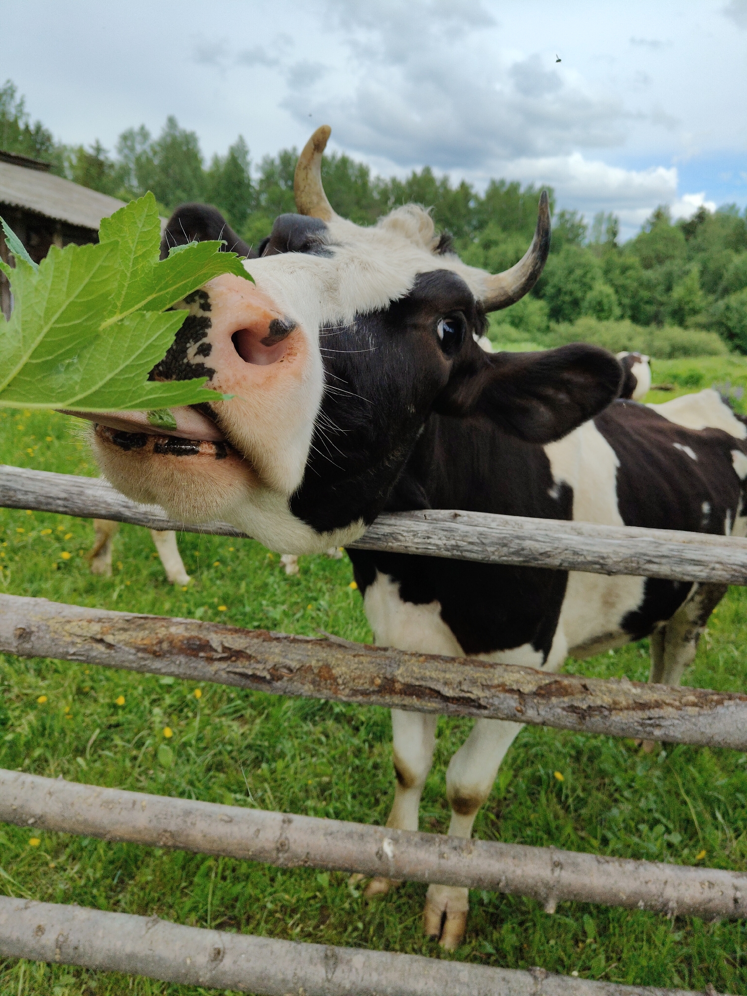 The image depicts a black and white cow standing behind a wooden fence in a grassy field. The cow is in the foreground, with its head close to the camera and a large green leaf being held in front of its mouth. The fence is made of three horizontal wooden planks. The background includes more cows, green trees, and a cloudy sky. A small wooden structure is visible in the upper left corner. The location is a rural setting with green grass and trees, but there is no indication of it being in the city of Unknown, Unknown.