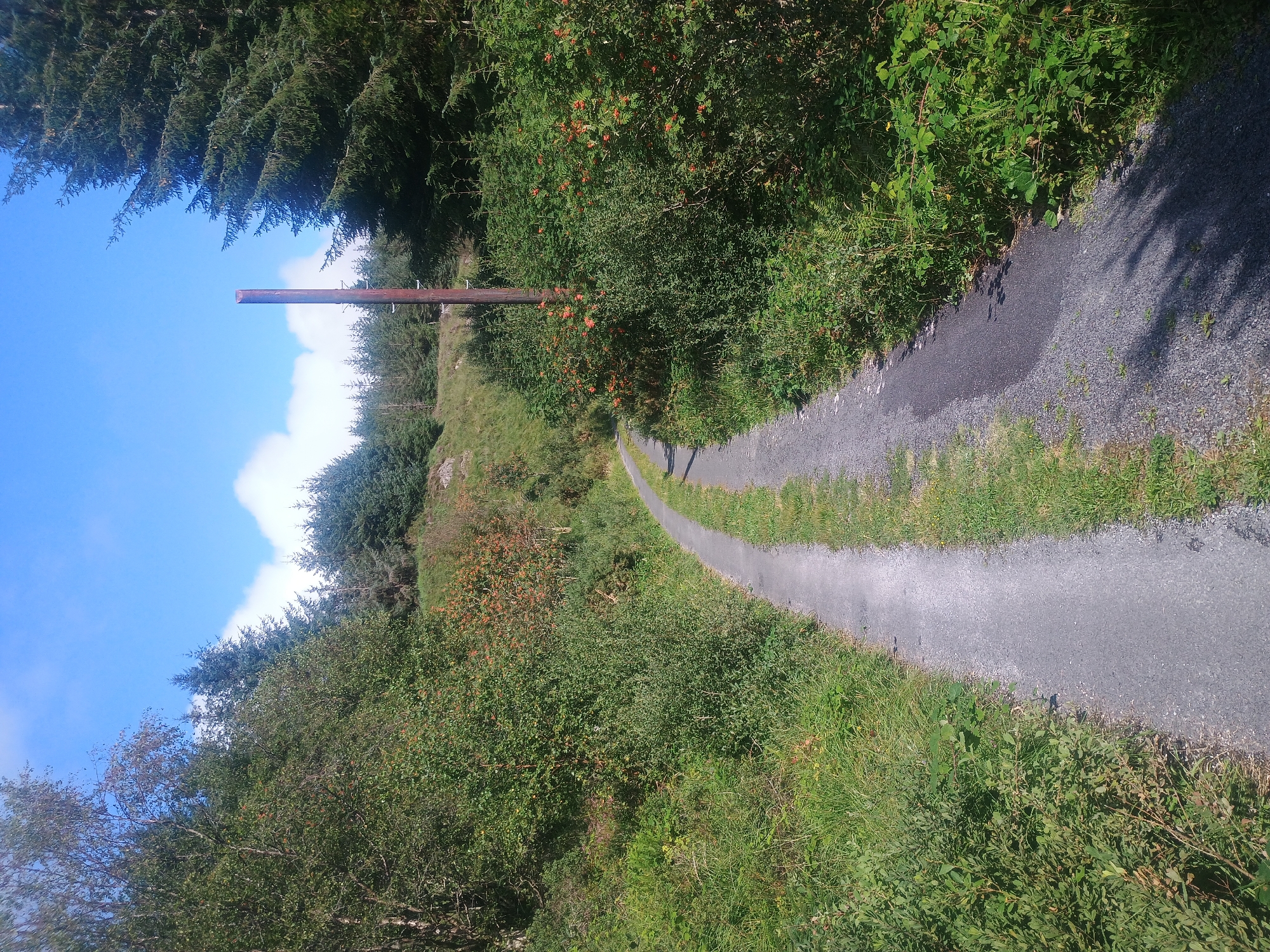 An asphalt path curves through a natural landscape under a bright blue sky with scattered white clouds. The path is bordered by lush green vegetation, including trees and bushes laden with bright orange berries. A solitary wooden post stands on the right side of the path, extending vertically against the backdrop of the trees and sky. The scene suggests a remote or rural location, possibly a hiking trail or a quiet country road.