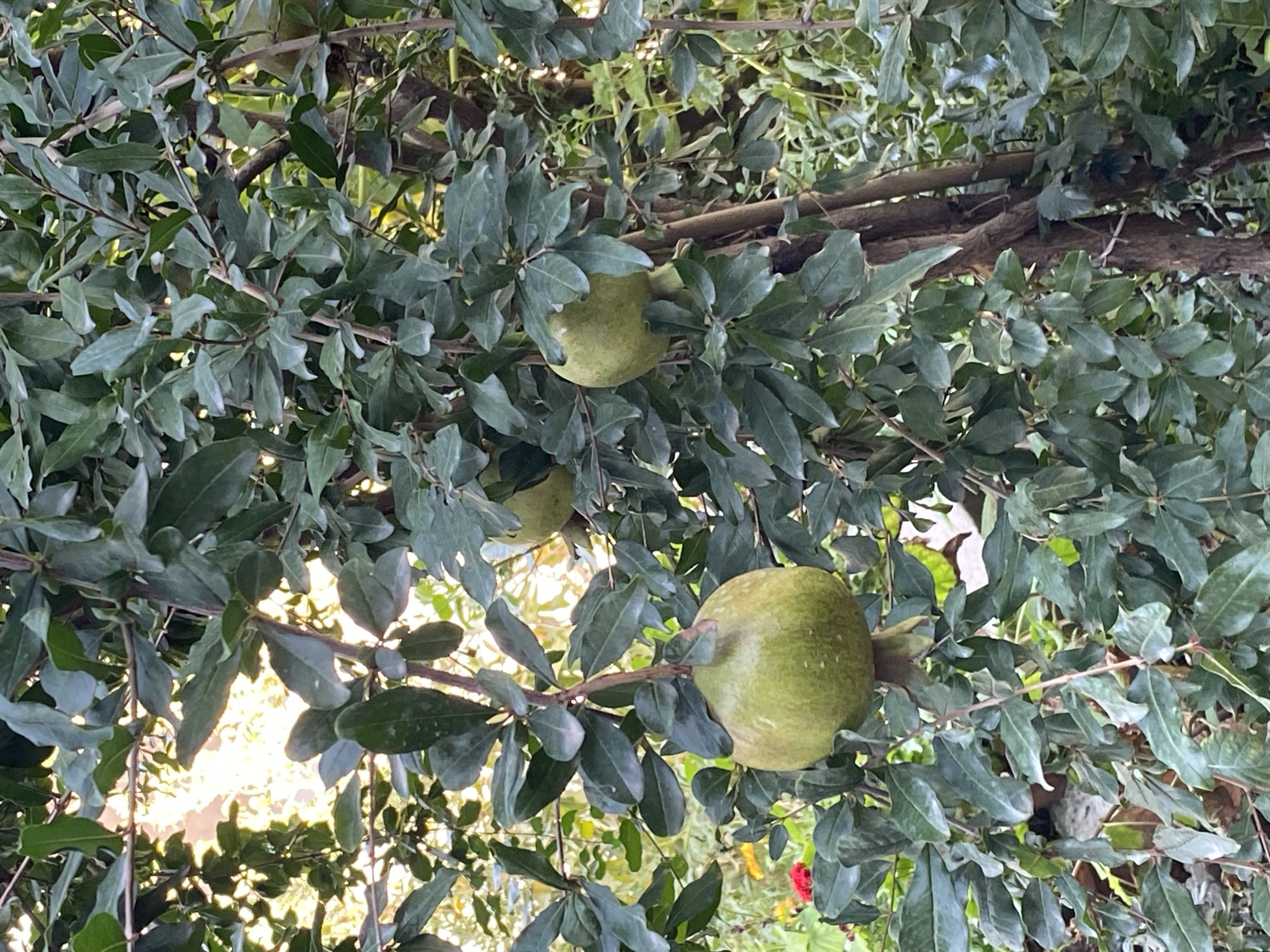 The image shows a close-up of a pomegranate tree in Тайгараев, Kyrgyzstan, with several unripe green pomegranates visible among the dense foliage. The pomegranates are round and hang from branches, surrounded by dark green, leathery leaves. The background is blurred but suggests an outdoor setting with sunlight filtering through the leaves, creating a bright, diffused light. Some small red and yellow flowers can be seen in the lower left corner, adding a touch of color to the predominantly green scene. The tree branches are thick and woody, with some appearing intertwined.