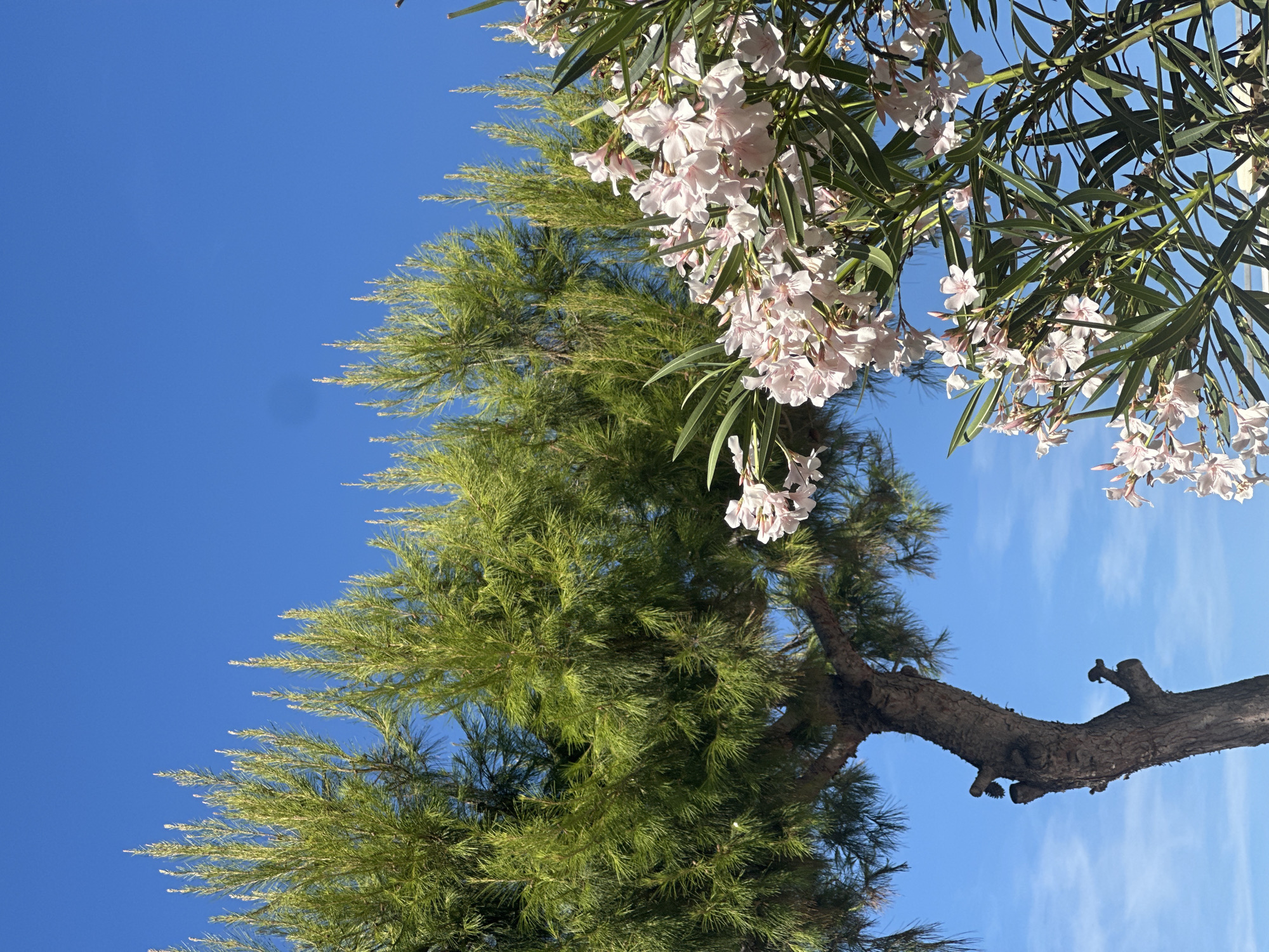 In Peschici, Italy, a pine tree with a rough, brown trunk and green needles is depicted against a clear blue sky. The trunk has several visible knots and branches, with some pruned areas. To the right of the pine tree, a bush with numerous delicate pink flowers and dark green leaves is in bloom. The lighting suggests it is a sunny day, casting shadows on the pine tree trunk. The image is a close-up shot of nature, focusing on the textures and colors of the vegetation and sky.