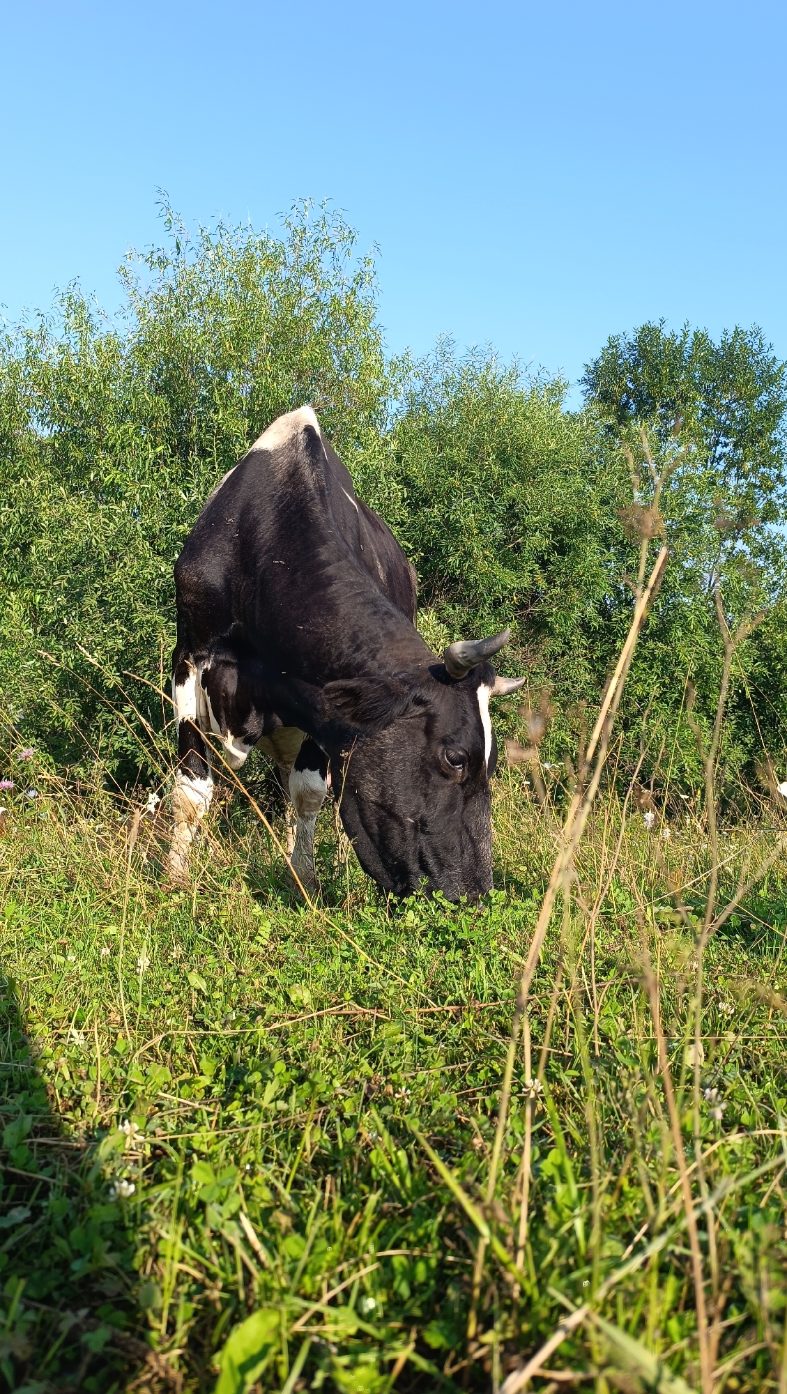 A black and white Holstein cow is grazing in a grassy field with trees in the background under a clear blue sky. The cow is facing downwards, its head lowered to eat the grass. The field is lush with green vegetation and some dry stalks of grass are in the foreground. The trees behind the cow are dense and leafy. The image appears to be taken on a sunny day. The specific location in the city of Karsha, Russia, is not evident from the image.