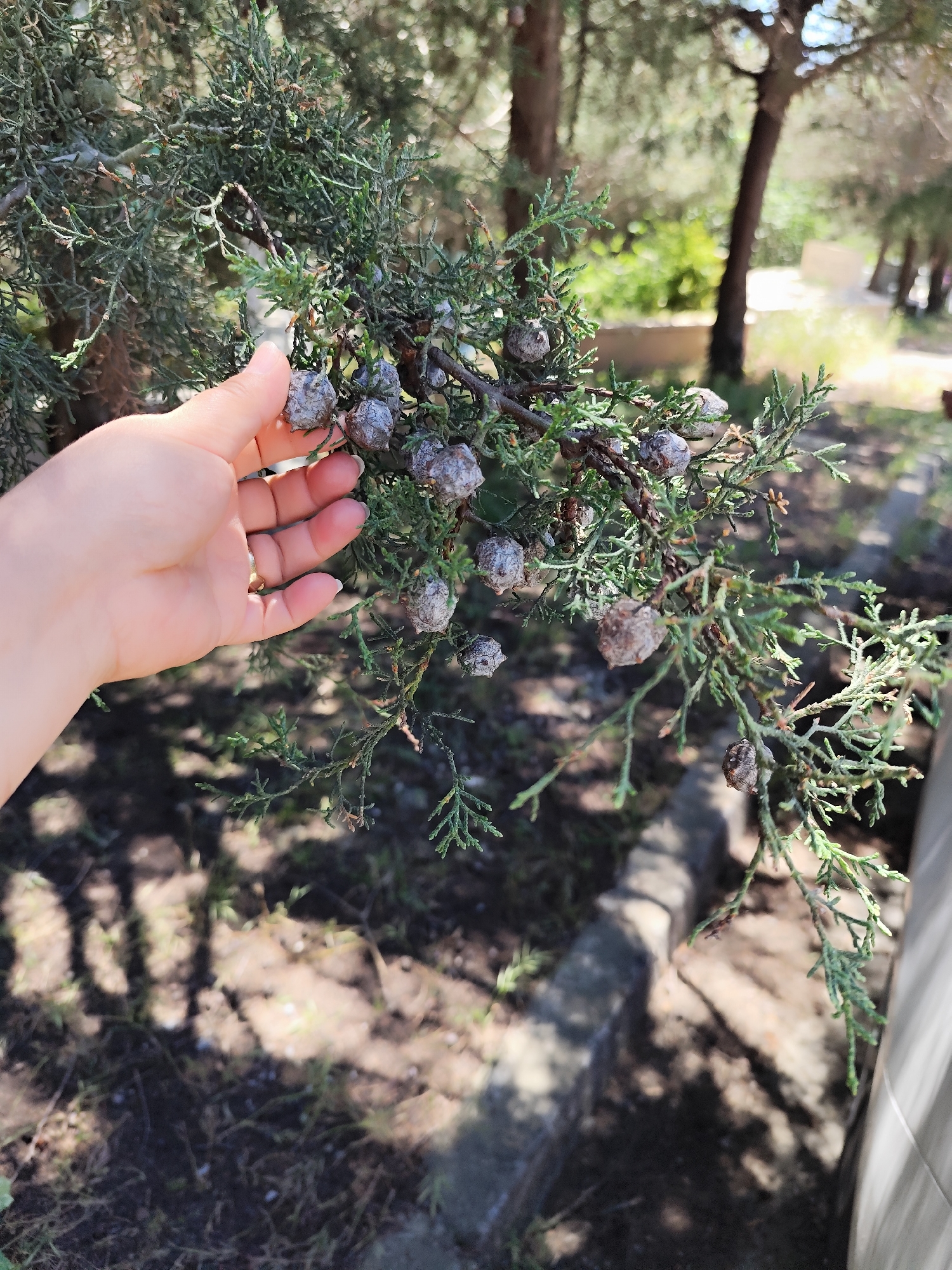 A hand is holding a branch of a juniper tree with greyish-blue, berry-like cones. The tree is located in a garden area in Sarıyer, Turkey. The foreground includes green foliage and shadows cast by trees. The background shows other trees and a hint of a building or structure.