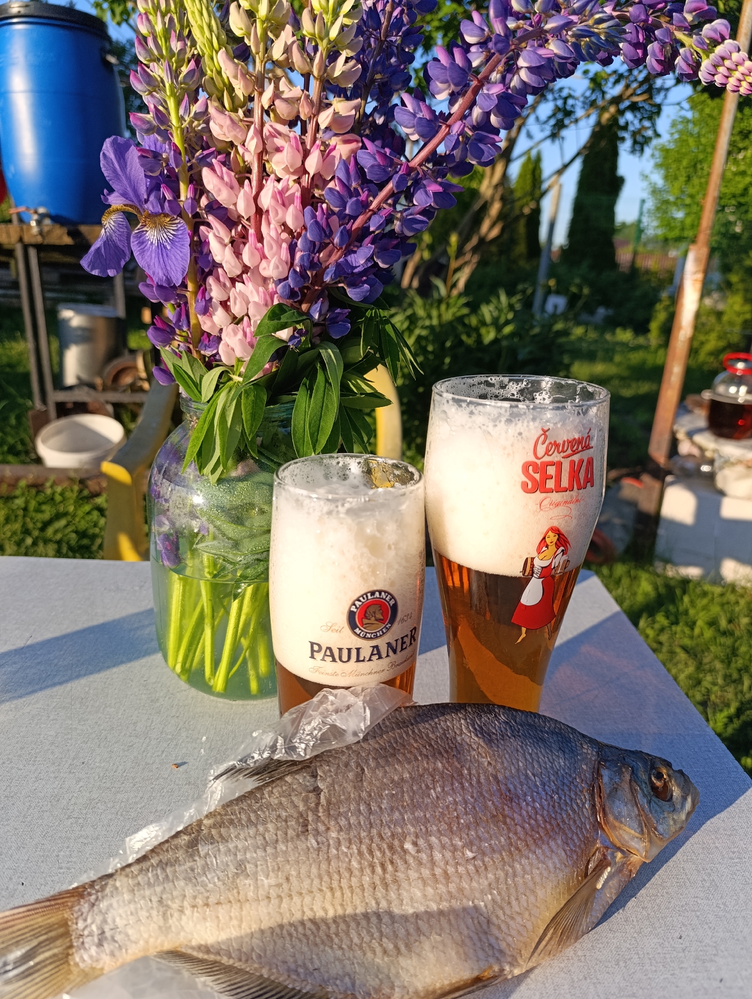 The image depicts an outdoor scene in the city of Unknown, Unknown, with a white-clad table positioned in the foreground under direct sunlight, casting long shadows to the right. On the table, a clear glass jar functions as a vase, holding a vibrant bouquet consisting primarily of purple and pink lupine flowers, with a single purple iris prominent on the left side of the arrangement. To the right of the vase are two tall beer glasses, both filled with light-colored beer and topped with a substantial foam head. The glass on the left bears the "PAULANER München" logo, while the glass on the right features the text "Červená SELKA" in red lettering along with an illustration of a woman in traditional red and white attire. Directly in front of the glasses and vase, a large, whole, dried fish, exhibiting visible scales and intact head and tail, rests on the table, partially covered by a small piece of clear plastic film near its midsection. The background reveals a residential or garden environment. On the far left, a large blue plastic barrel with a spigot is visible on a stand, with a white bucket below it. The ground is covered in green grass. Towards the right, various trees and shrubs are present, and a reddish-brown vertical post stands on the far right. A small, clear glass container with a red lid, appearing to hold a dark red liquid, is visible on a low, light-colored surface in the mid-ground on the right. No people are visible in the image.