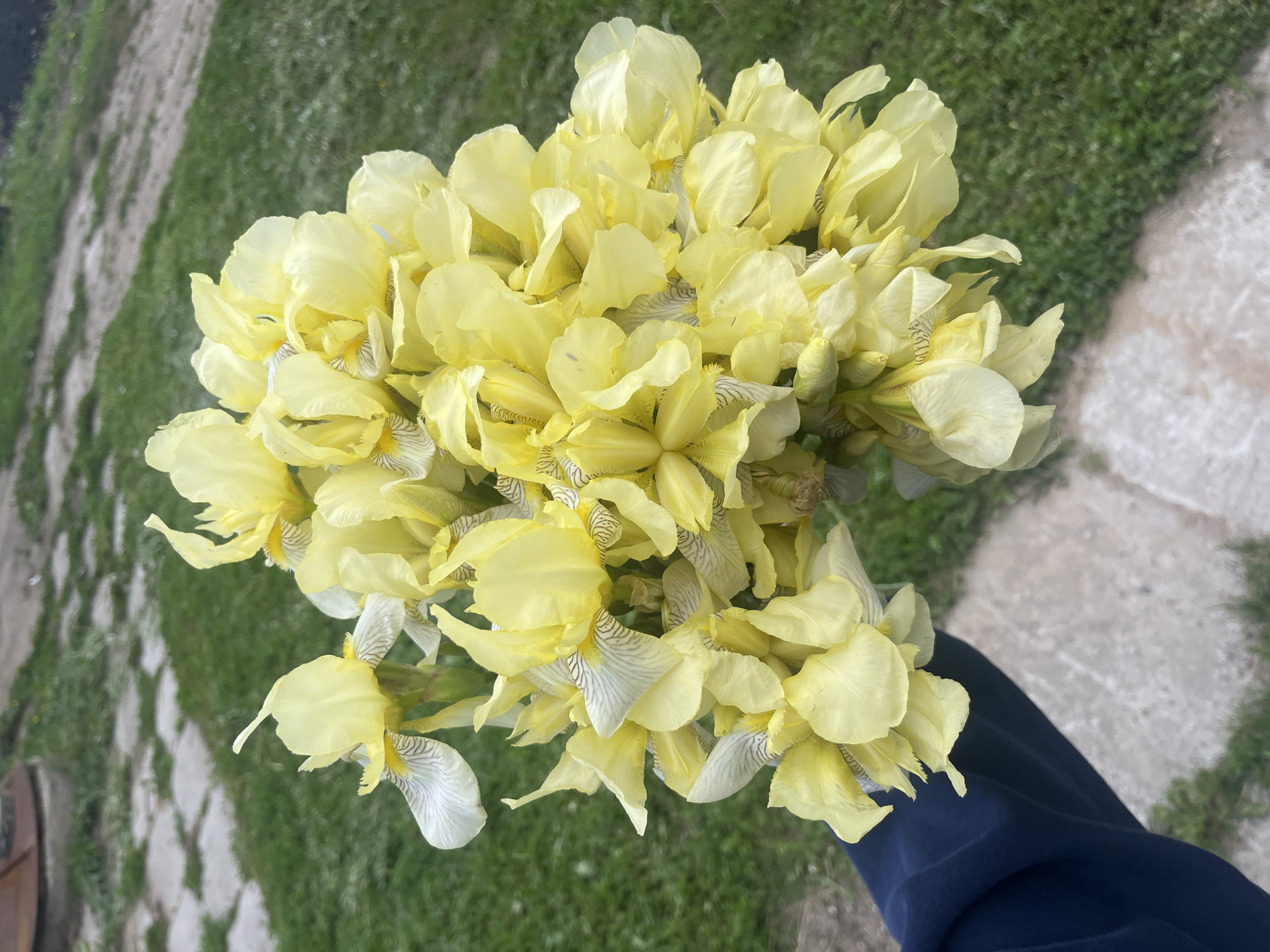 The image captures a vibrant, large bouquet of light yellow irises held by a person in an outdoor setting in Новая Тура, Russia. The flowers dominate the frame, showcasing numerous individual blooms. Each iris features delicate, often ruffled, light yellow upper petals, while the lower petals (falls) are primarily white with distinctive thin, dark, parallel lines or striations, and some yellow accents near the throat. The bouquet appears lush and freshly gathered.
A portion of a person's body, dressed in dark blue fabric (likely trousers or a sleeve), is visible in the lower right corner, suggesting they are holding the flowers.
The background consists of green grass and a light-colored, irregularly shaped path or paved area, made of what appears to be concrete slabs or natural stones. The setting suggests a garden, yard, or rural outdoor space.
The lighting is bright and natural, indicating it is daytime. The image conveys a sense of natural beauty and freshness. There is no visible text within the image.