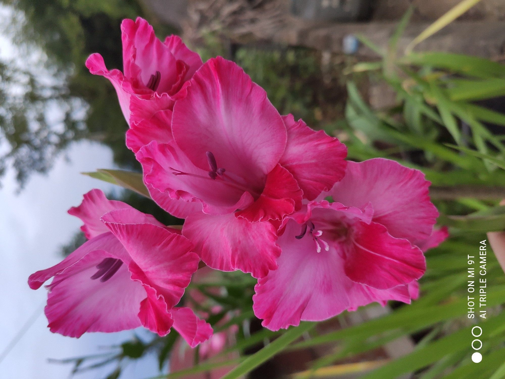 A cluster of vibrant pink gladiolus flowers is in full bloom, their ruffled petals catching the light. The flowers are the primary subject, with their intricate details and rich color dominating the foreground. In the background, lush green foliage and a hint of a rustic wooden fence create a natural, outdoor setting. The sky above is overcast, suggesting a diffused light that enhances the flowers' color. The image appears to have been taken in Akçaabat, Turkey, a coastal town known for its natural beauty and agricultural offerings, where such flowers would thrive in the temperate climate. A watermark in the lower left corner indicates the photo was taken with a "MI 9T AI TRIPLE CAMERA." There are no people visible in the frame.