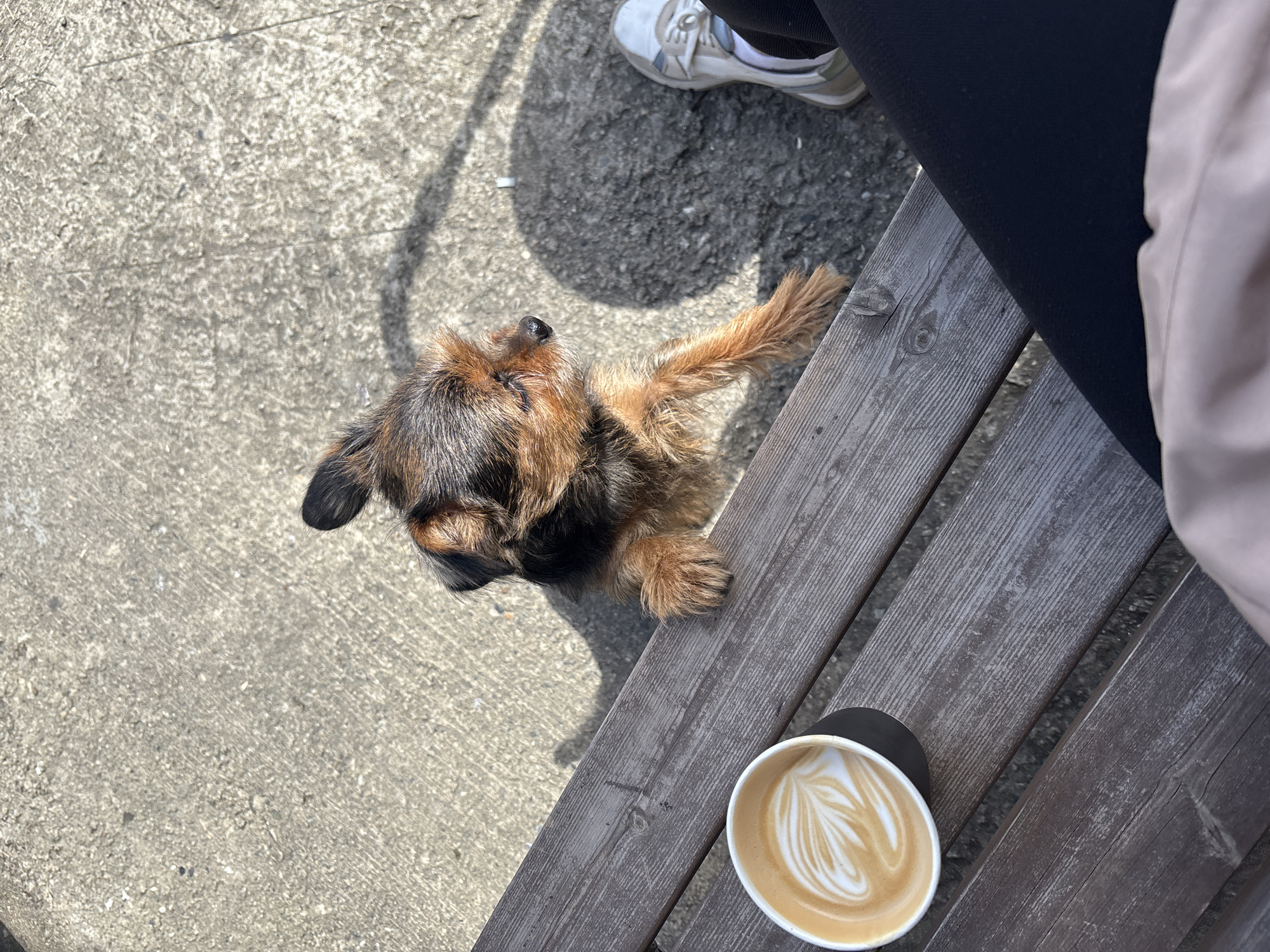 The image is a high-angle shot capturing a small, brown and black terrier-type dog reaching up with its front paws onto a wooden bench. A cup of latte with latte art sits on the bench, adjacent to the dog. A person is seated next to the dog. The person is wearing black leggings, a white sneaker with grey accents, and beige-colored outerwear. The setting appears to be outdoors, with a concrete surface visible next to the bench. Based on the reference to Sochi, Russia, this scene could be taking place in a park, cafe terrace, or public seating area in the city of Sochi, Russia.