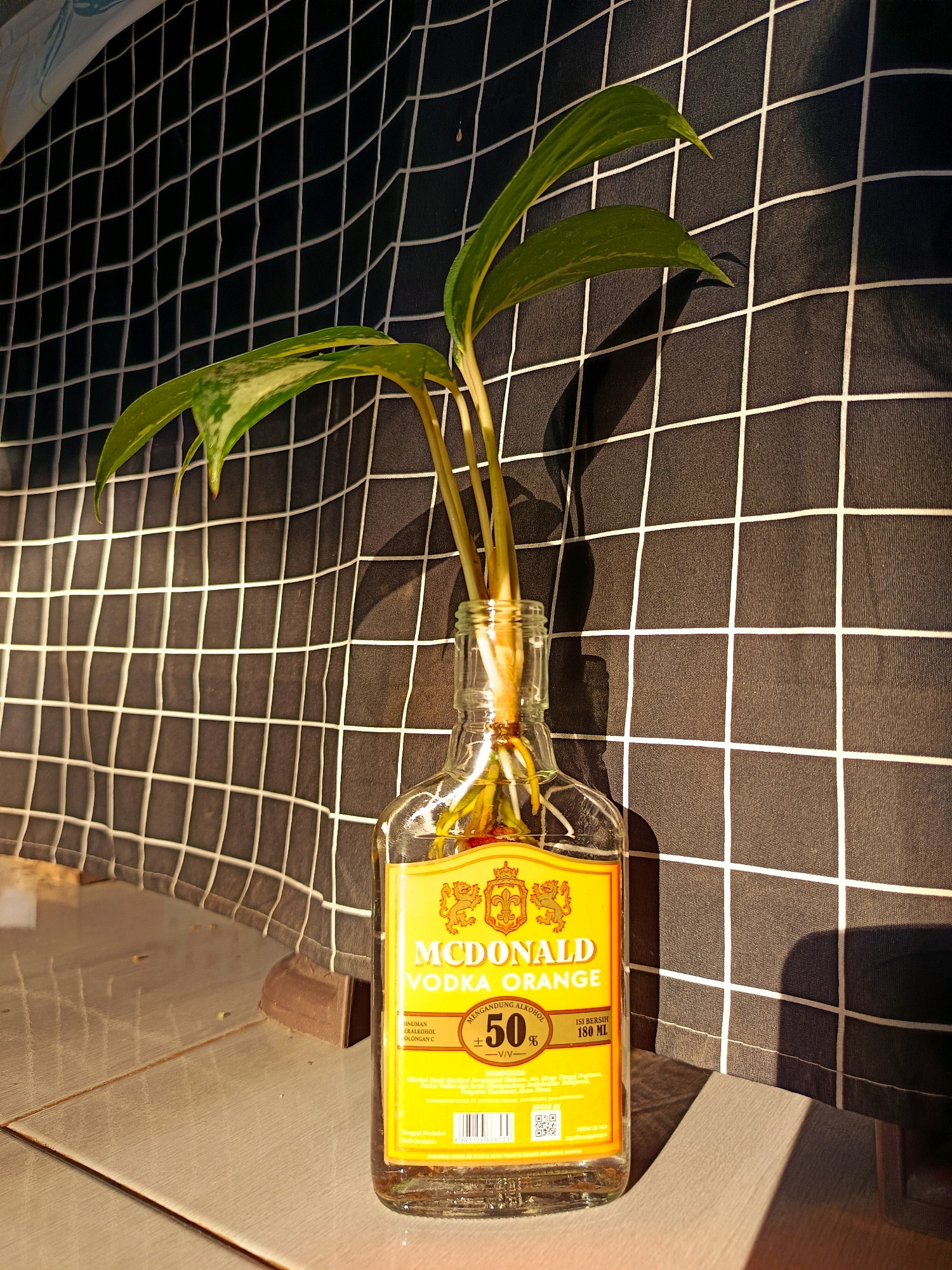 A small glass bottle of McDonald Vodka Orange, a plant with green and white variegated leaves, and a black and white checkered fabric are positioned in a dimly lit indoor environment. The bottle, which contains water and the plant's roots, is situated in the foreground. The plant's stems and leaves extend upwards, casting shadows on the checkered fabric in the background. The scene is illuminated by sunlight, creating highlights and shadows on the surfaces. The location is the city of Tlogosari, Indonesia.