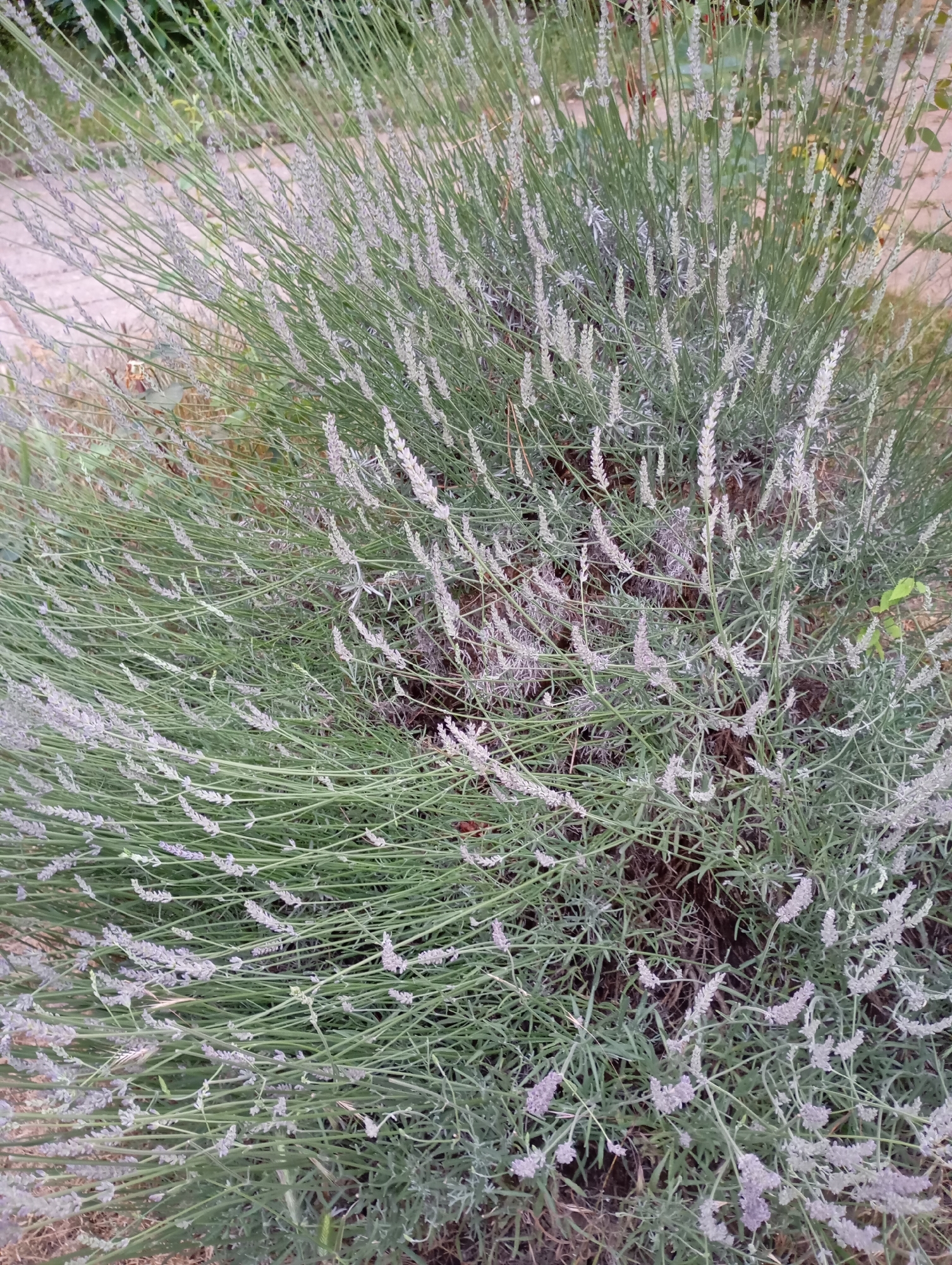 This is a medium-shot, eye-level, vertical photograph of a dense bush of lavender. The lavender has long, slender green stems with small, pale purple buds clustered at the top. The overall impression is of a vibrant, green plant with delicate, light-colored flowers. In the background, out of focus, is a light-colored pathway, possibly concrete or stone, and some dry grass and soil. The scene is outdoors, suggesting a garden or park setting. The image does not contain any people or depict any specific actions or interactions. The location is identified as Goryachiy Klyuch, Russia, implying an outdoor urban or suburban environment.