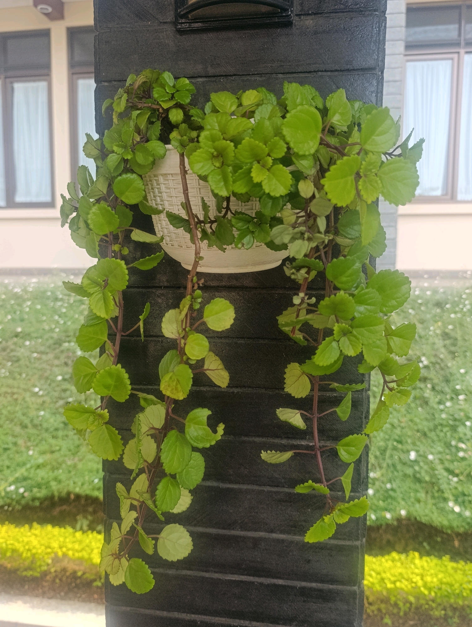 A potted plant with small, round, light green leaves cascades down the side of a dark gray, textured pillar. The pillar is made of rectangular blocks and appears to be part of an outdoor structure, possibly a gate or fence post. Behind the pillar, a building with large windows and white curtains is visible, suggesting a residential or commercial setting. The ground is covered with a low-lying green plant and some yellow bushes. The overall scene appears to be an outdoor space in a suburban or urban environment, consistent with a location in Cihanjuang, Indonesia. There are no people or animals present in the image.