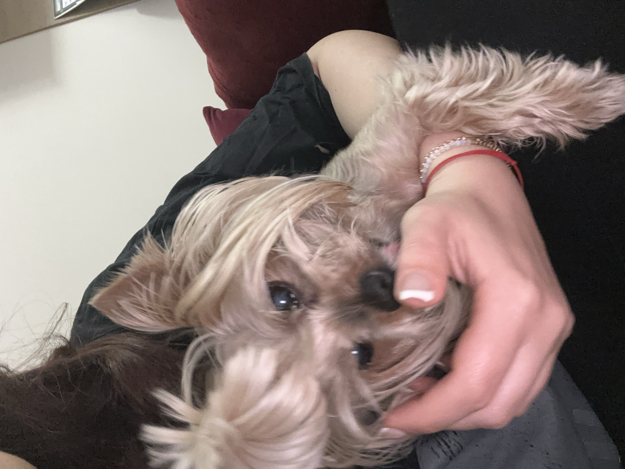An overhead shot captures a close-up moment between a person and a small dog indoors in Sofia, Bulgaria. The central subject is a fluffy Yorkshire Terrier or similar breed with long, light brown and blonde fur, deep dark eyes, and a small black nose, looking directly upwards towards the viewer. The dog is being held or gently cradled by a person, whose hands are prominent in the frame.
One hand, adorned with red and white beaded bracelets, rests near the dog's back, while the other hand, with white-tipped fingernails, tenderly cups the dog's face, partially obscuring its muzzle. The person appears to be wearing dark clothing, possibly a black top or hoodie, and dark grey fabric (perhaps trousers) is also visible. Dark brown hair, possibly belonging to the person or another individual nearby, is seen at the bottom left.
In the background, a plain light-colored wall (likely white or off-white) is visible, along with a dark red or maroon cushion or pillow. The lighting suggests an indoor setting, possibly during the day or evening, without strong natural light. The overall mood conveyed is one of affection and comfort between the pet and its owner. There is no visible text in the image.