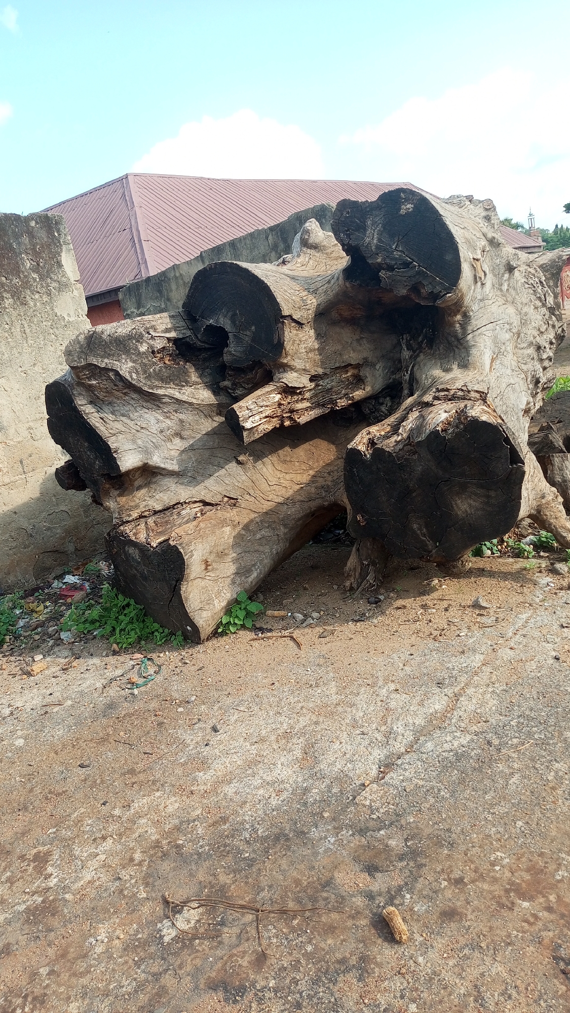 The image depicts a large, weathered tree trunk lying on the ground in Kagarko South, Nigeria. The trunk is substantial, with thick branches and a rough, gnarled texture. Some of the wood is dark and appears charred, suggesting it may have been exposed to fire. Green vegetation is growing around the base of the trunk, indicating a natural setting.
In the background, a building with a reddish-brown, corrugated metal roof is visible, along with a concrete wall. The sky is a clear blue with a few scattered clouds, suggesting fair weather. The lighting indicates it is daytime, likely late morning or afternoon, as there are strong shadows cast by the trunk.
The scene appears to be an outdoor area, possibly near a residential or rural settlement, given the presence of the building. There is some debris scattered on the ground, including bits of plastic and paper, implying the area might be somewhat neglected or used as a dumping ground. A small, dried corn cob is visible on the ground in the foreground.
No people are present in the image, and the overall mood is one of stillness and decay, focusing on the natural element of the large, aged tree trunk. The location cues are subtle, with the building style and the general environment suggesting a tropical or sub-tropical region, consistent with Kagarko South, Nigeria. There is no visible text in the image.
