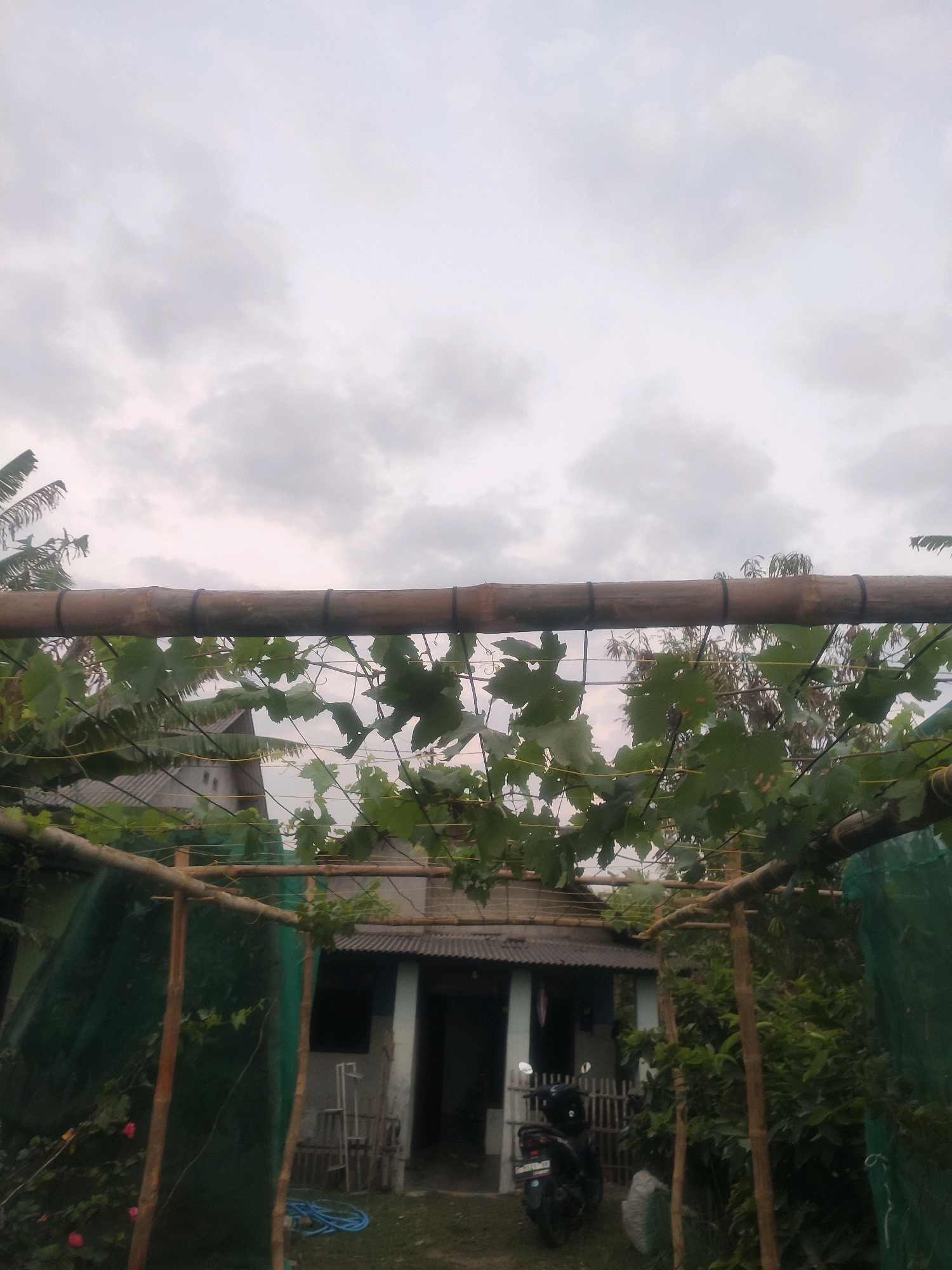 A medium shot captures a cloudy sky above a bamboo arbor covered with grapevines. Beneath the arbor, a small, light-colored house with a corrugated metal roof is visible, its entrance slightly ajar. A dark-colored scooter is parked in front of the house, to the left of the entrance. The yard features green netting draped over wooden poles, various plants, and a coiled blue hose on the ground. The scene is likely set in Bongkot, Indonesia, given the context.