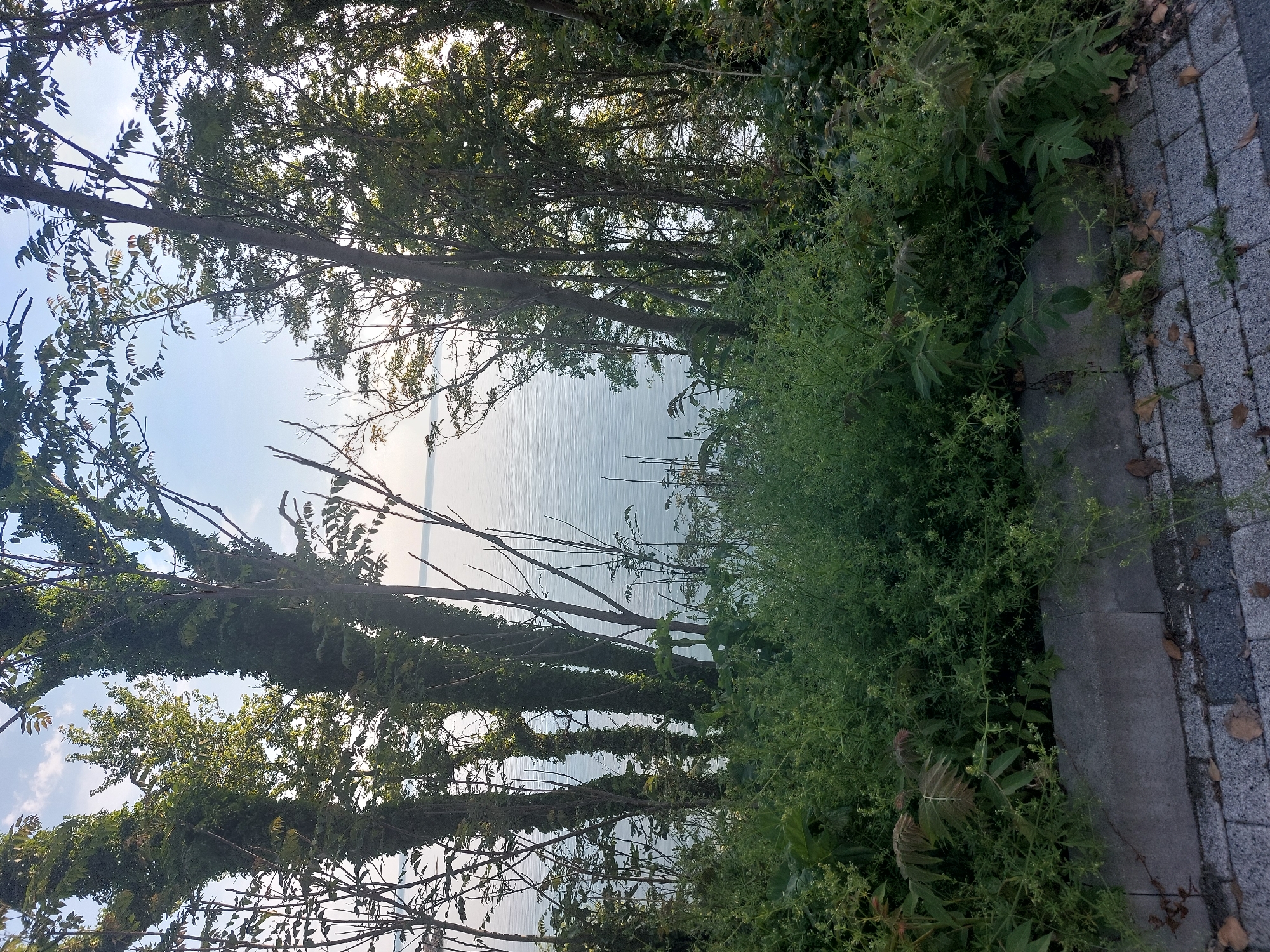 The image shows a view of the sea through trees from a high angle. The trees are on the left and top of the frame, with dense green foliage. To the right is a stone paved path. The sea is visible through the trees, and the sky is light blue. The location is likely near the coast in Tsarevo, Bulgaria. There are no people visible in the image.