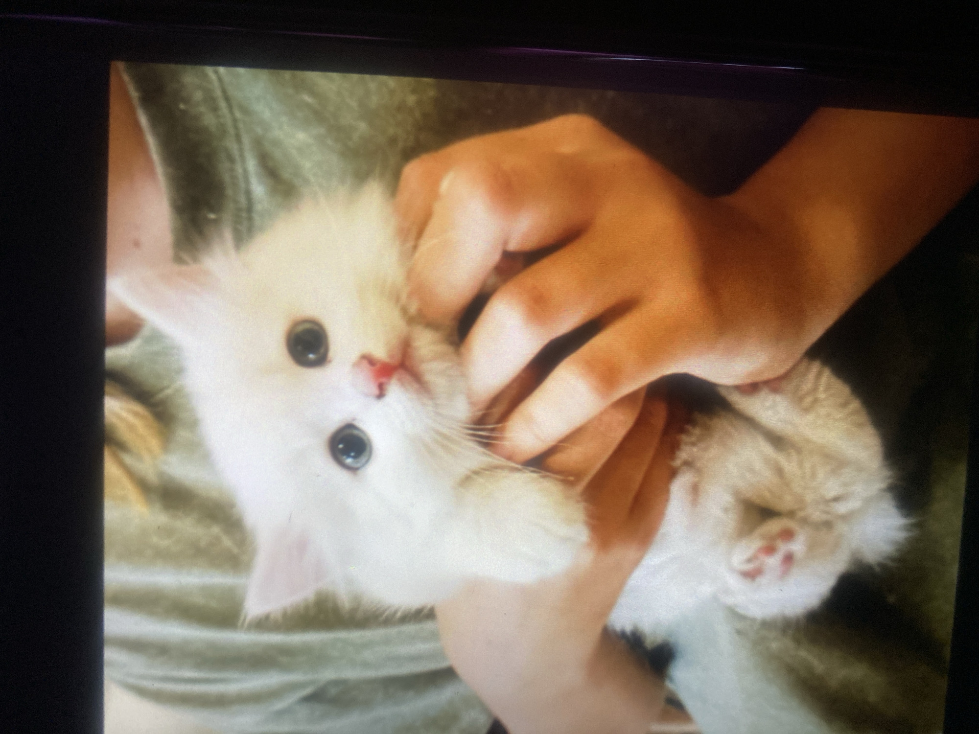 The image shows a close-up of a fluffy white kitten being held by a person. The kitten has large blue eyes, a pink nose, and visible paw pads with pink toes. The person's hands are visible, gently supporting the kitten. The background is out of focus, but appears to be a green shirt or fabric. The image is captured indoors. There is no indication of the city of Priladozhsky, Russia in the image itself.