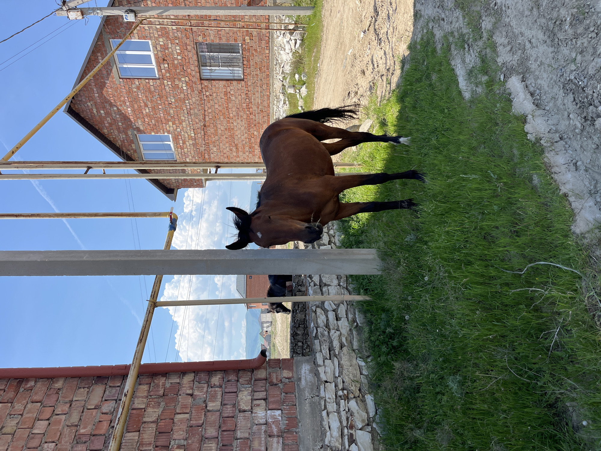 A medium shot shows a brown horse standing on green grass in Kaspiysk, Russia. The horse is the primary subject, facing slightly to the left. A red brick building with white-framed windows is visible in the background. Overhead electrical lines and support structures cross the upper portion of the frame. A section of a stone wall borders the grass area. The sky is blue with scattered clouds.
