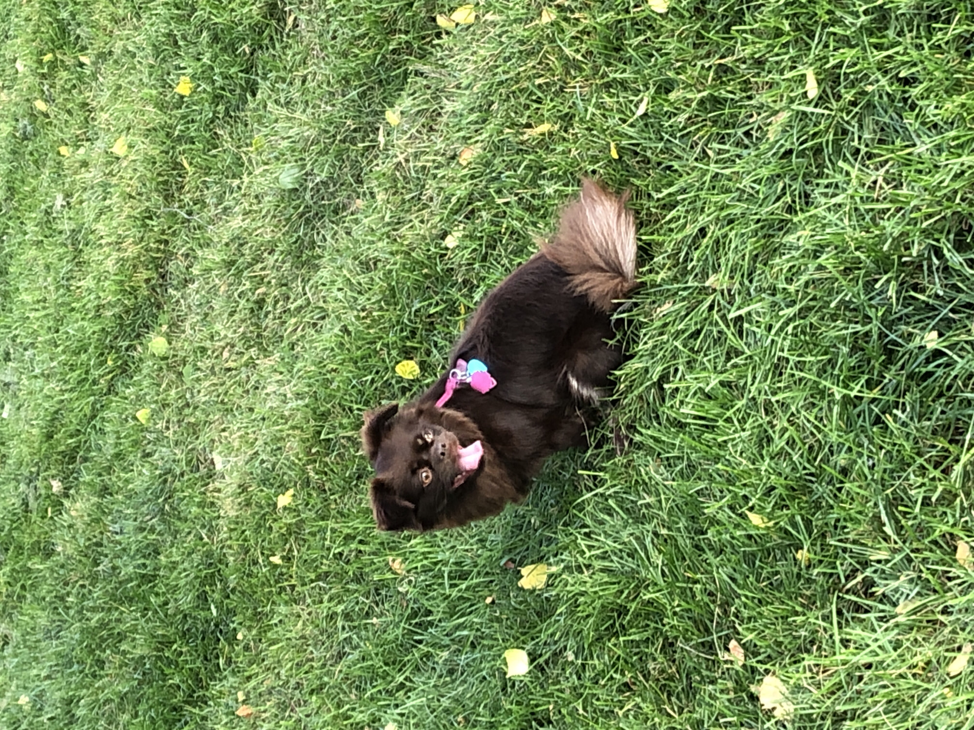 A medium-sized, fluffy brown dog with a pink and blue collar is sitting on a patch of green grass. The dog has its tongue hanging out and its eyes are wide open. Several yellow leaves are scattered across the grass. The image does not contain enough information to determine the specific location in Khimki, Russia.