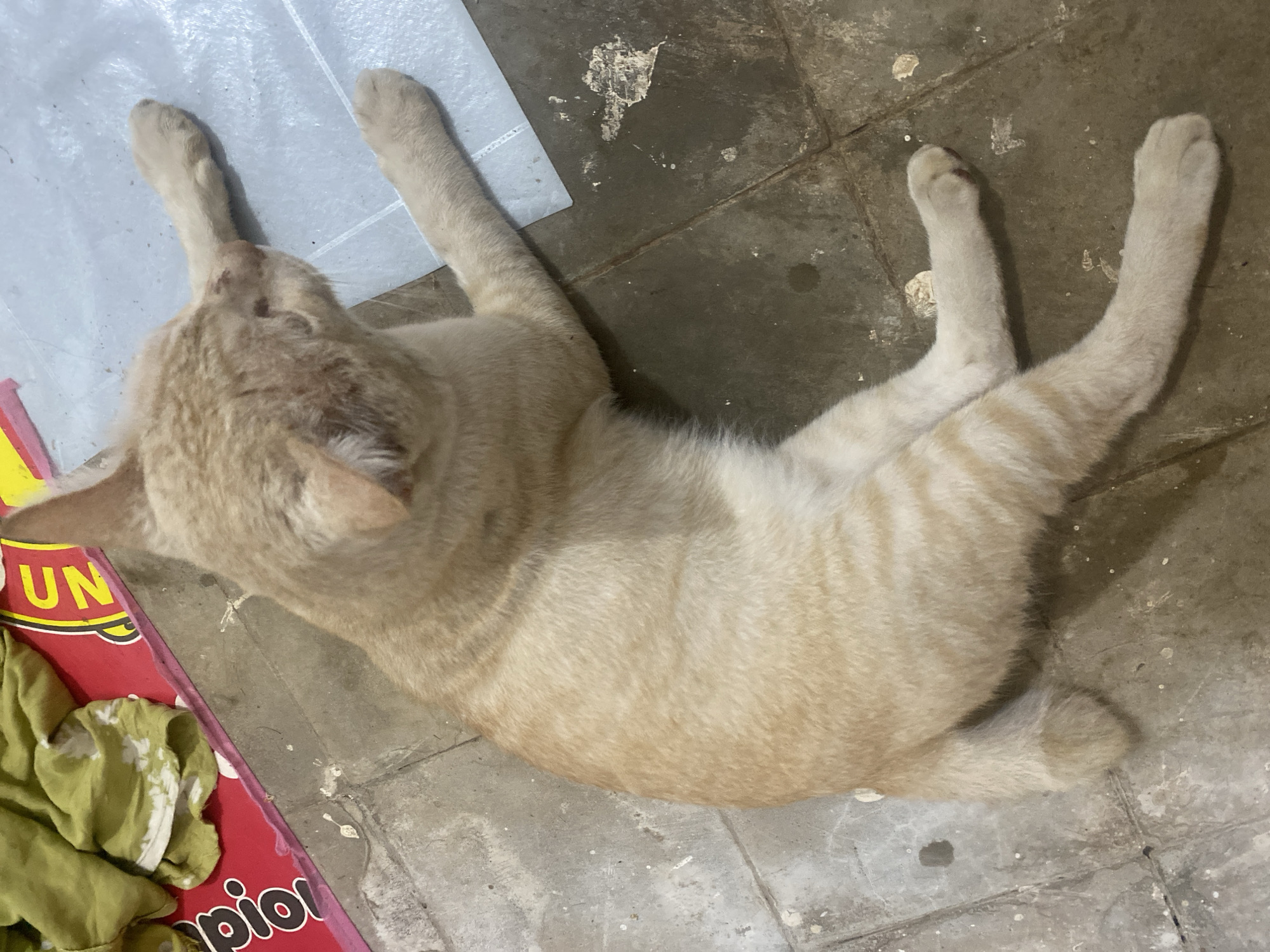 A light brown tabby cat with white paws is lying on its side on a tiled floor. The cat is facing to the right, with its head turned upwards. Its body is mostly obscured by the frame. A green cloth and a red surface with yellow lettering are visible in the upper left corner. The floor is made of grey tiles with some debris scattered on it. A white plastic sheet is under the cat's front paws. The scene appears to be outdoors in a residential area in Banjarbaru, Indonesia, likely a yard or alleyway.
