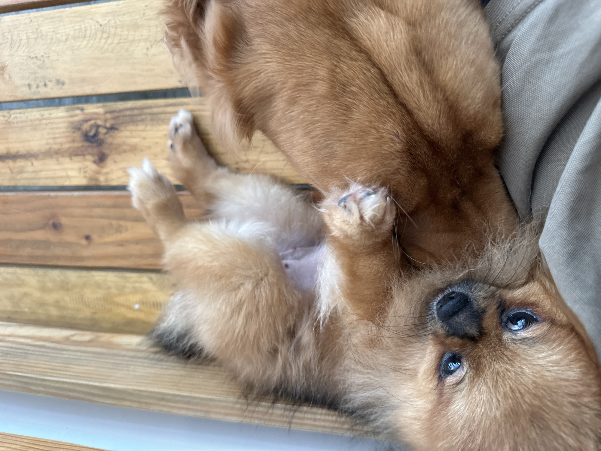 A Pomeranian dog is lying on its back on a wooden surface, possibly a bench or deck. The dog has light brown fur and large, expressive blue eyes. It appears relaxed, with its paws in the air. The background consists of wooden planks, some lighter and some darker, with visible grain and knots. A light-colored fabric is visible beneath the dog. The scene is outdoors, likely in a casual setting. No specific landmarks or indicators place the location in Da Nang, Vietnam.